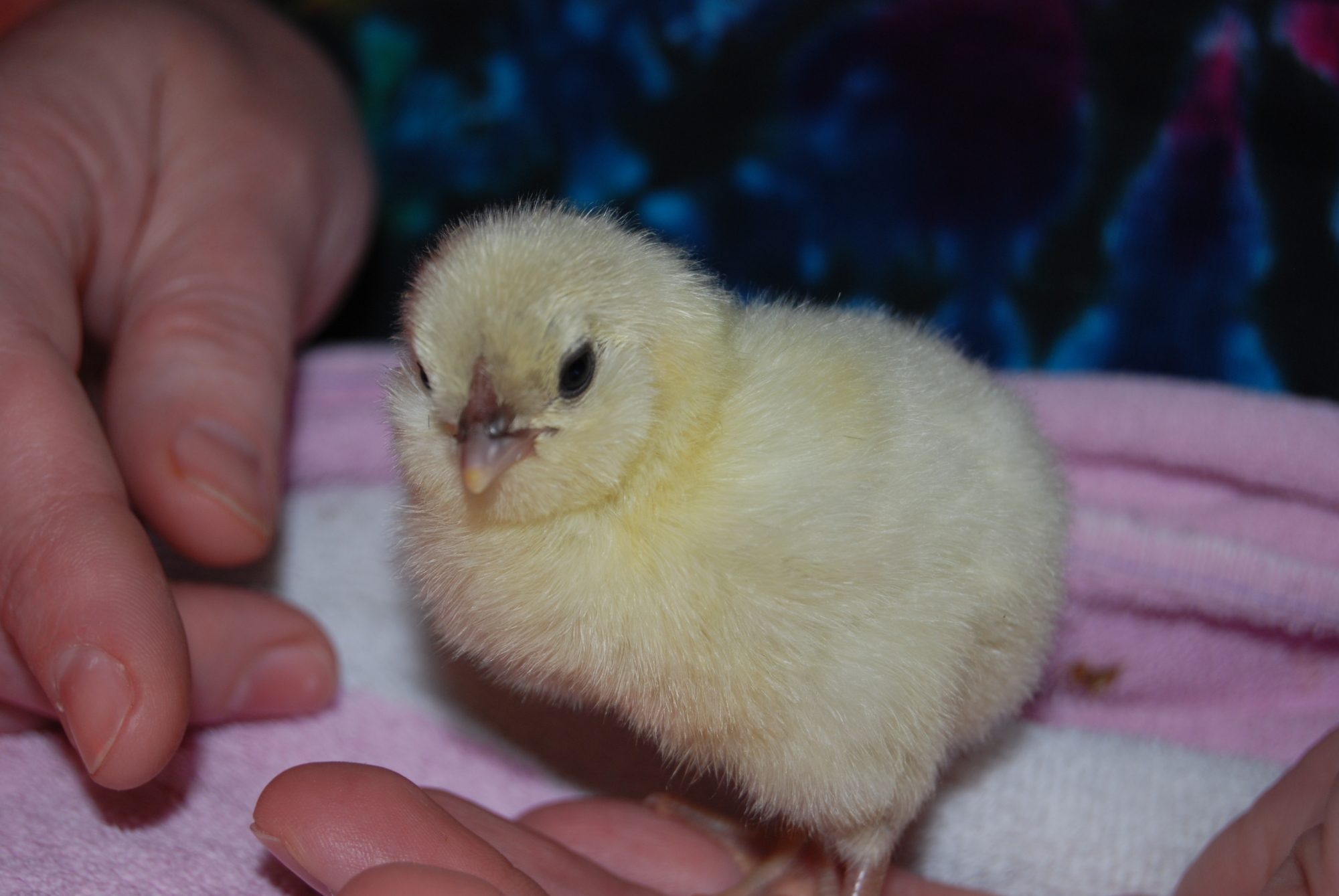 Sunshine. (6th) Kept this one too.  My luck all the ones I really like will be males. :(
