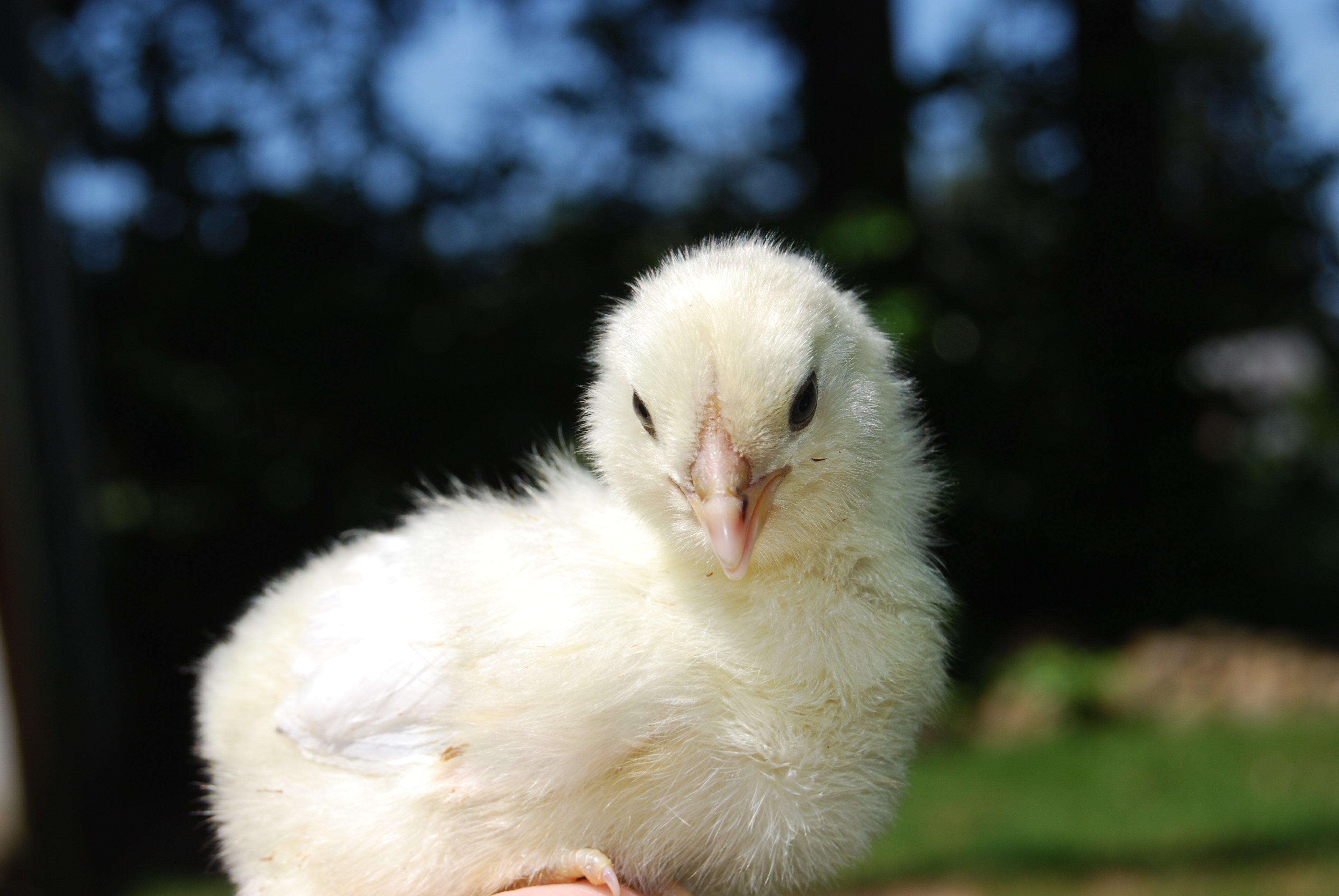 Sunshine 9 days old.