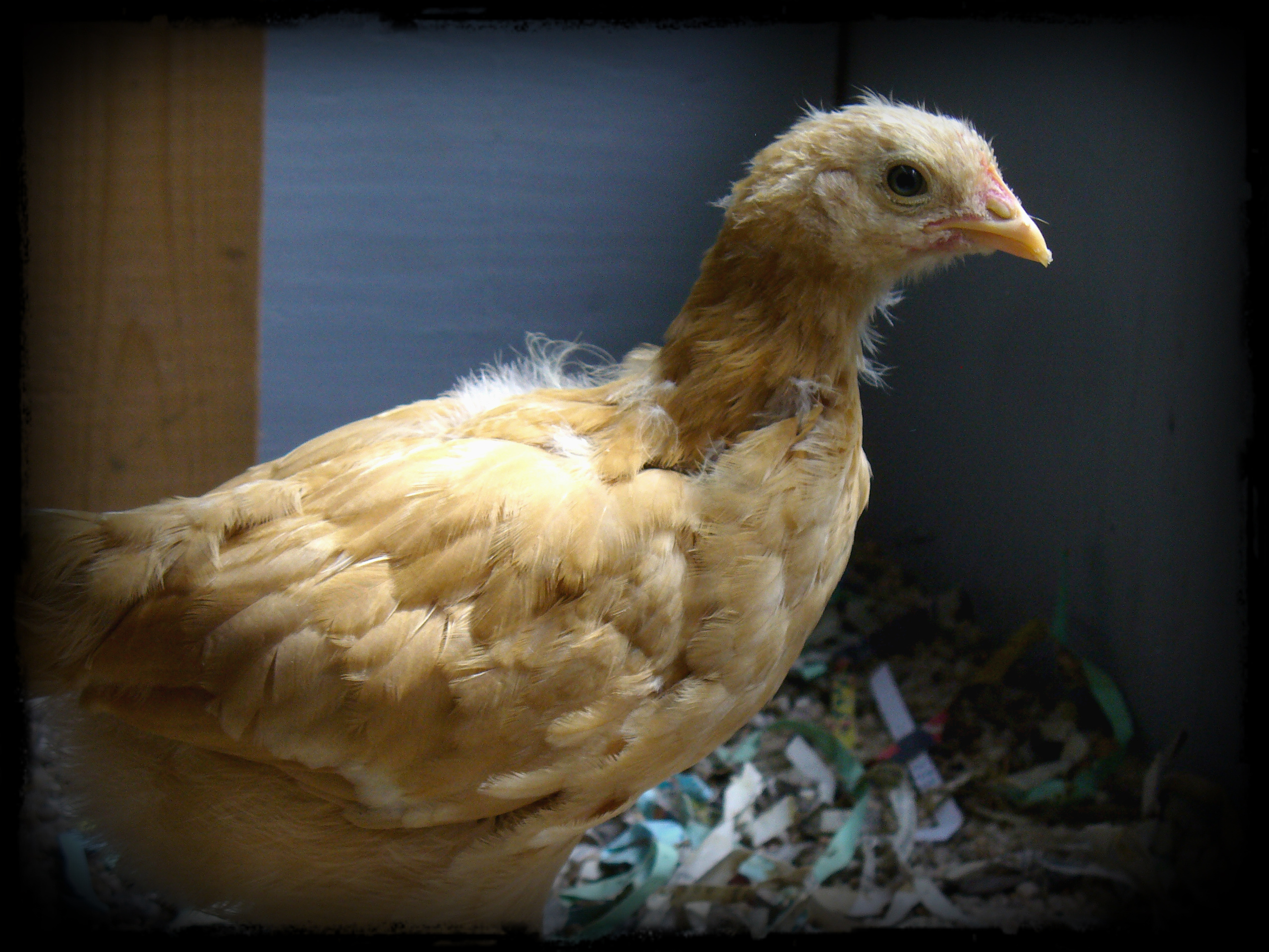 Sunshine, Buff Rock, 6 weeks