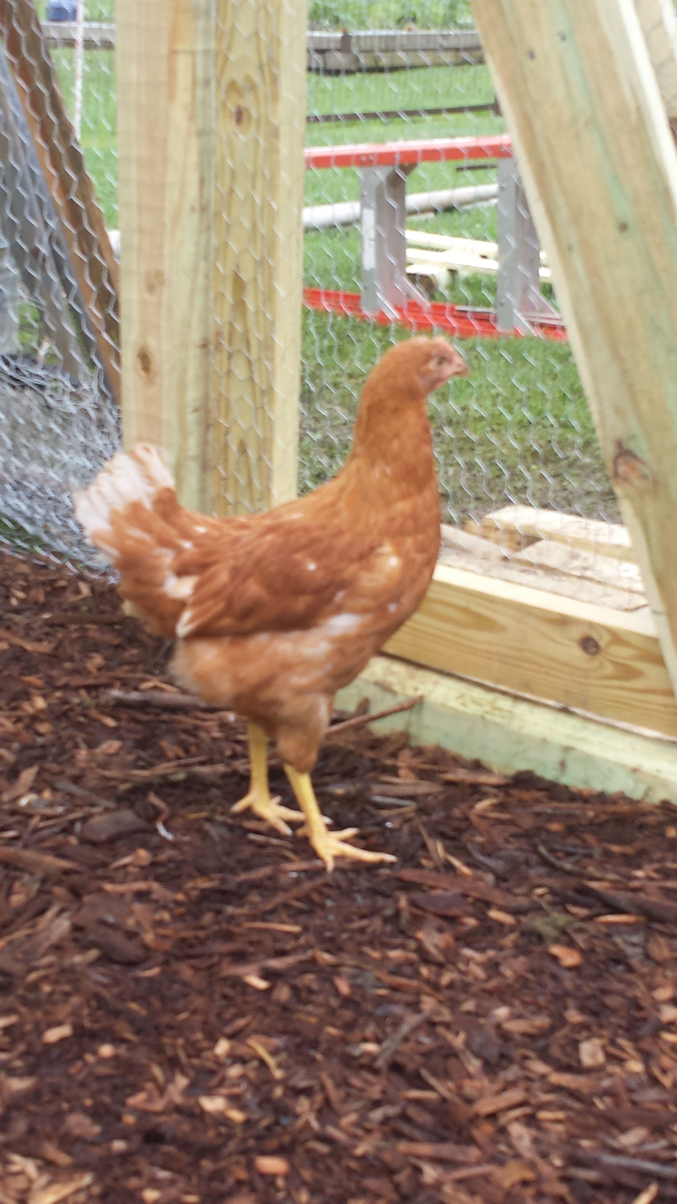 Sunshine (hen)