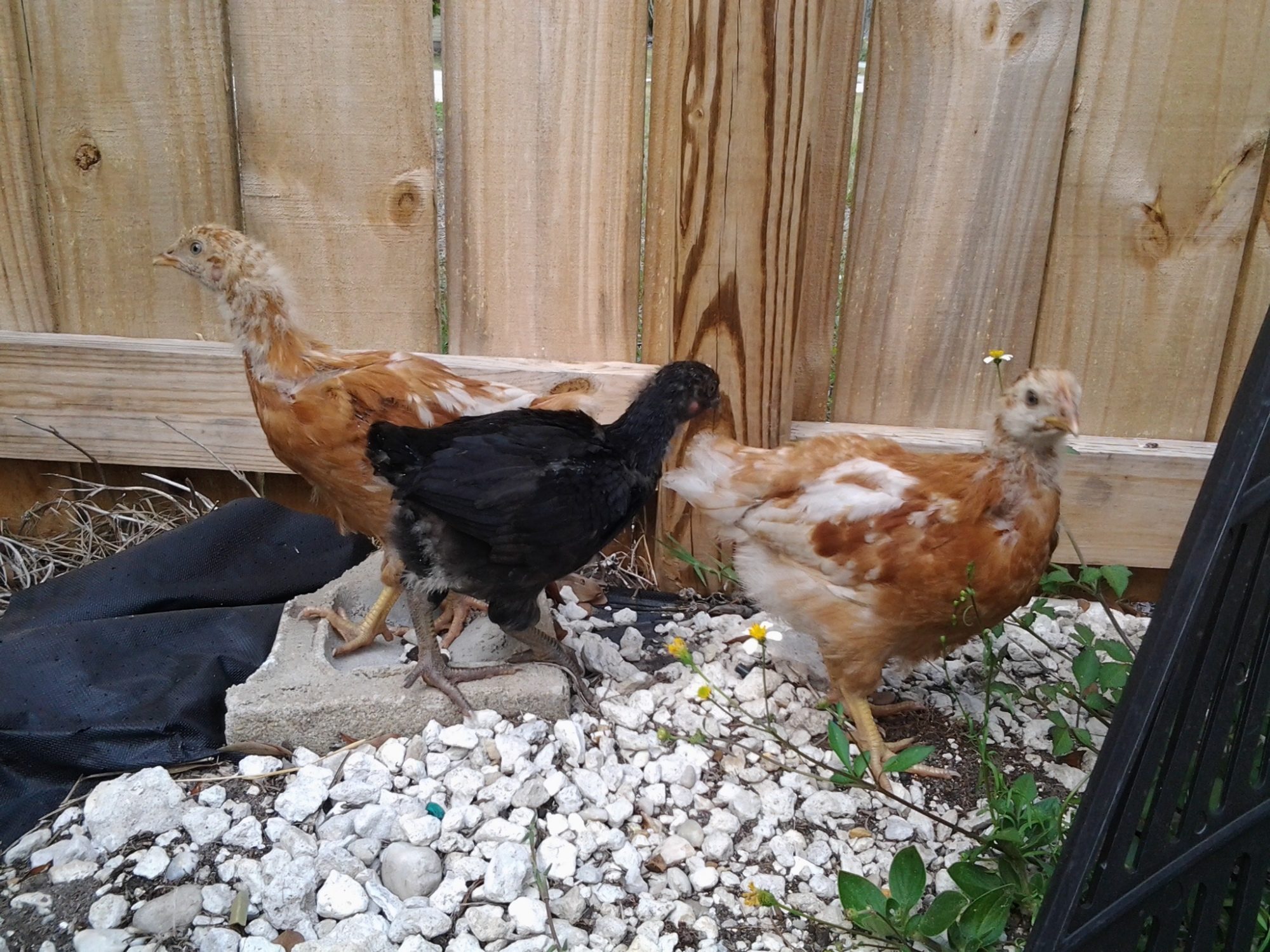 Sunshine, Lucy, and Cheep