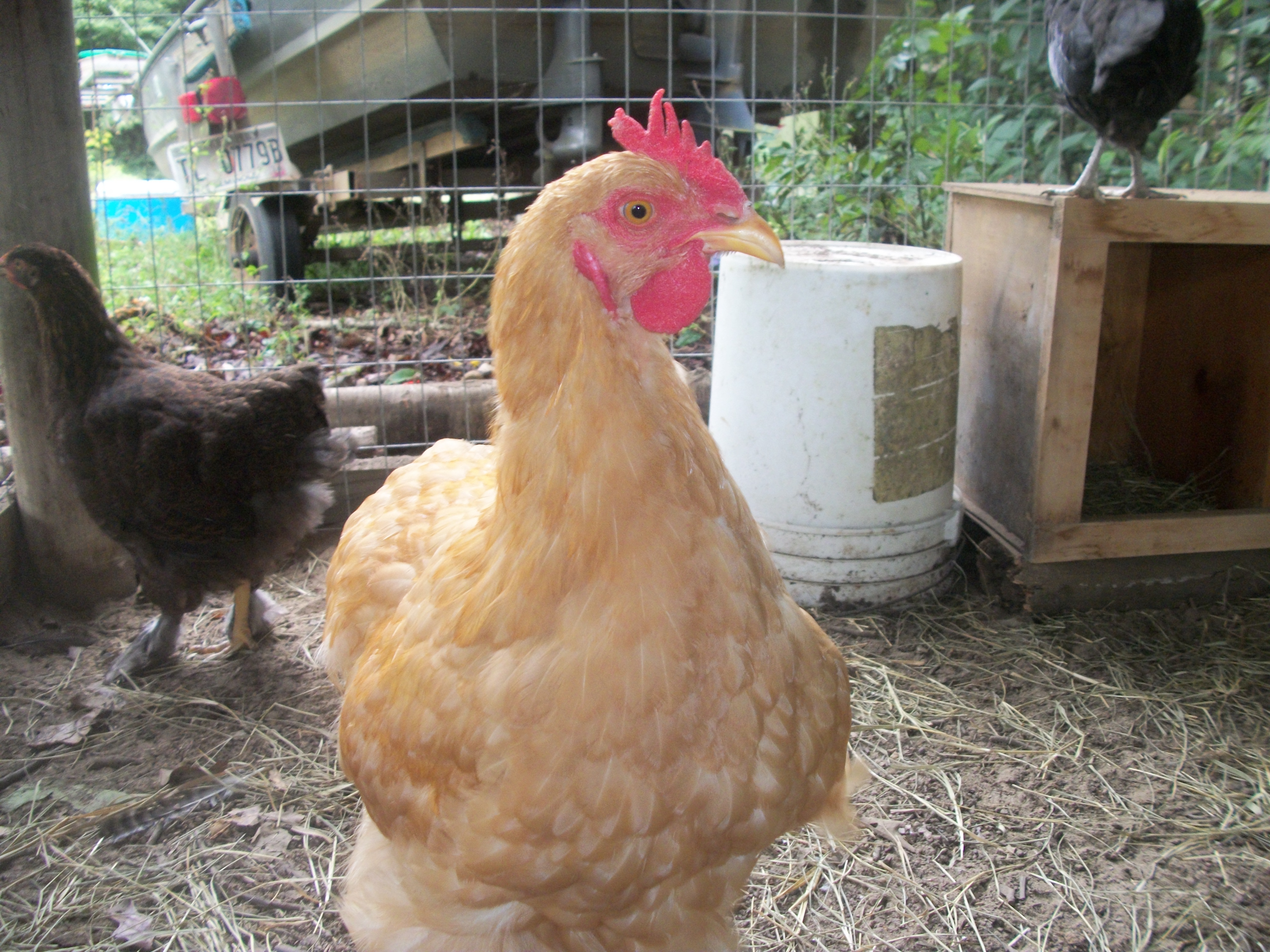 Sunshine my crowing hen???