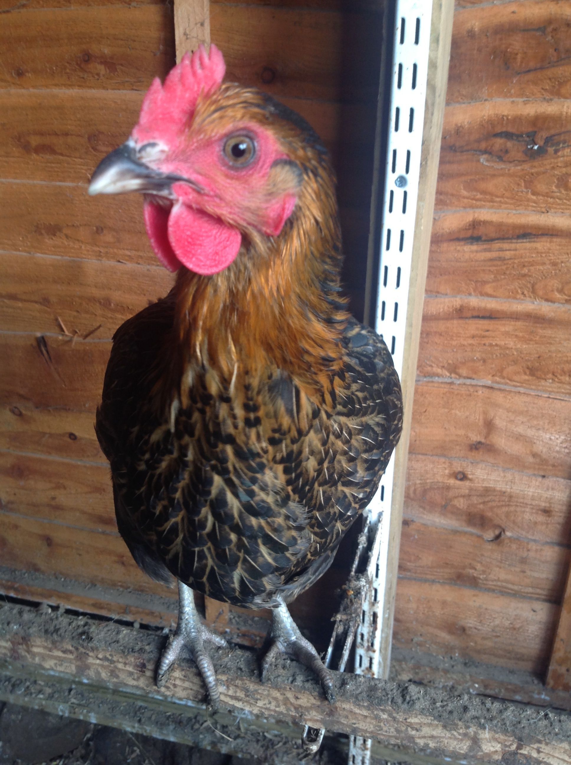 Sunshine, My Rhode Rock