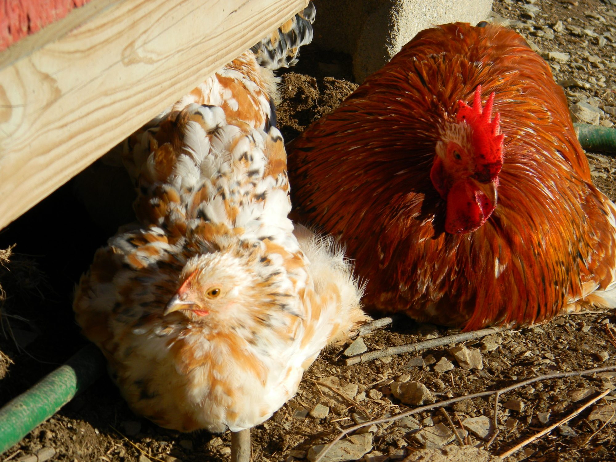 Sunshine Roo & Tiffany