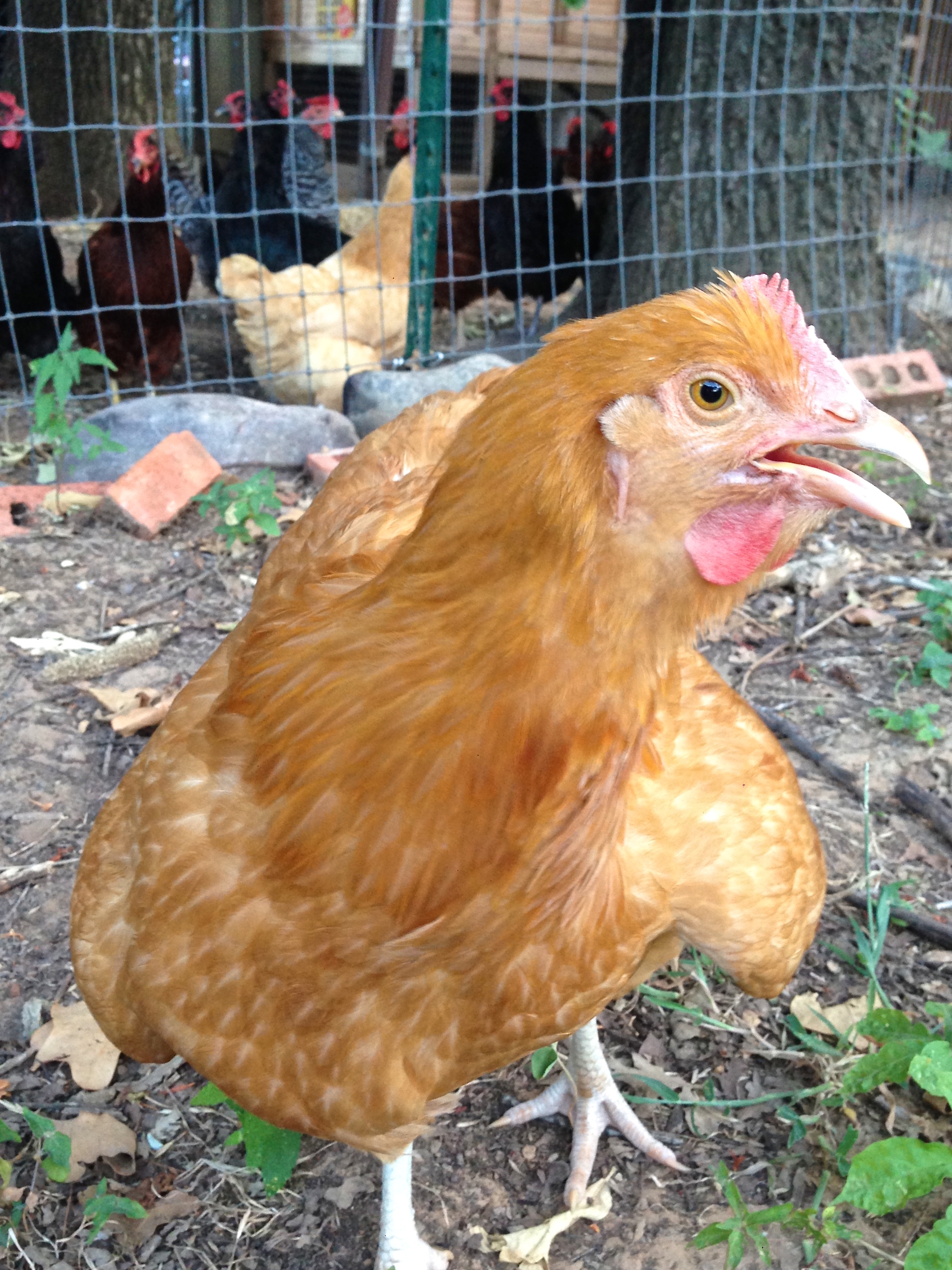 Sunshine "Sunny" one of 3 Buff Orpingtons standing in front of her neighbors.