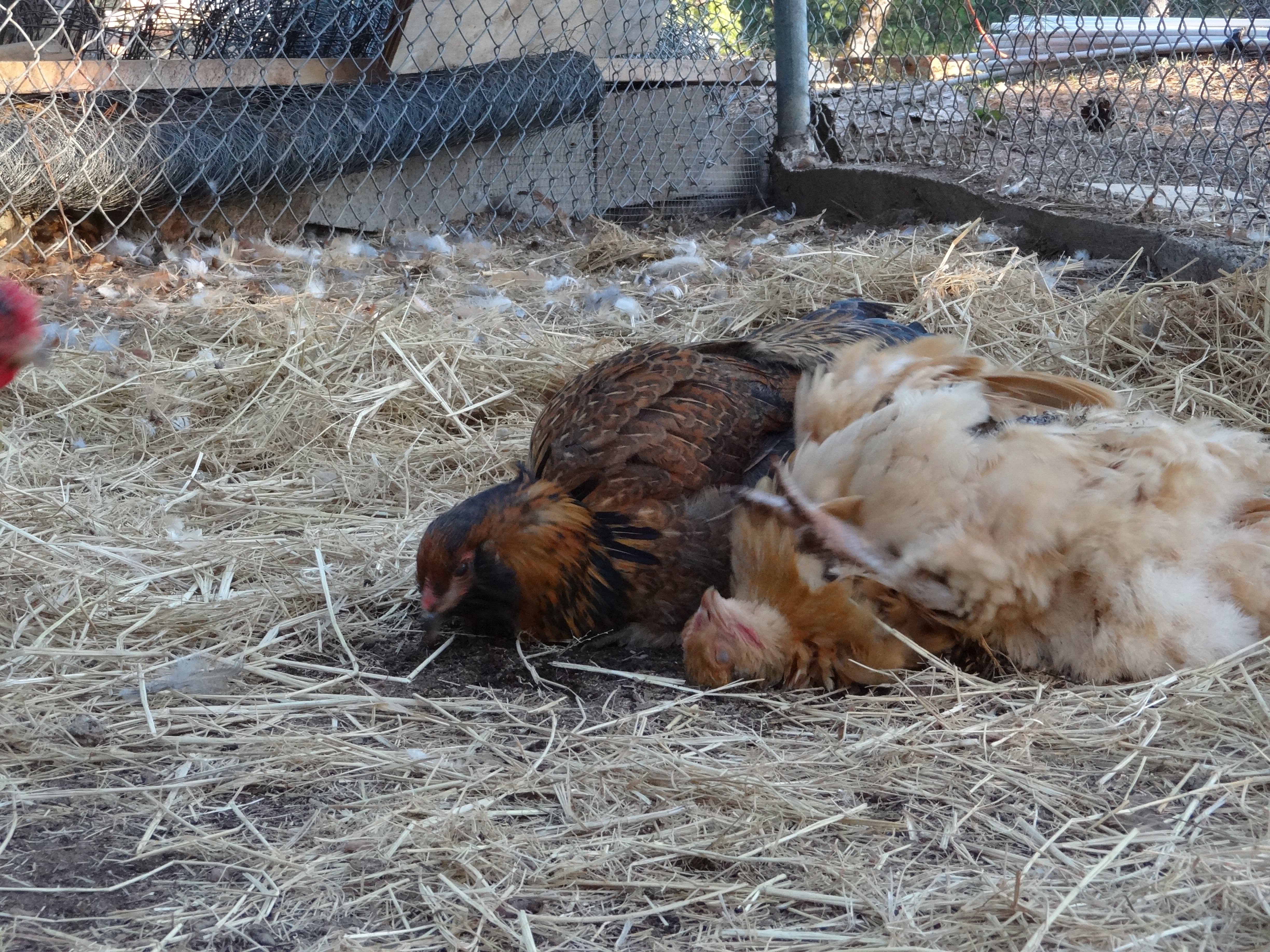 Sunshine the Buff Orp. having some fun in the dirt! That's Queenie (Americana) next to her.