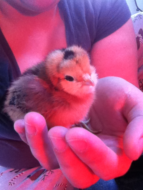 Sunshine - Wyandotte - Silver Laced?