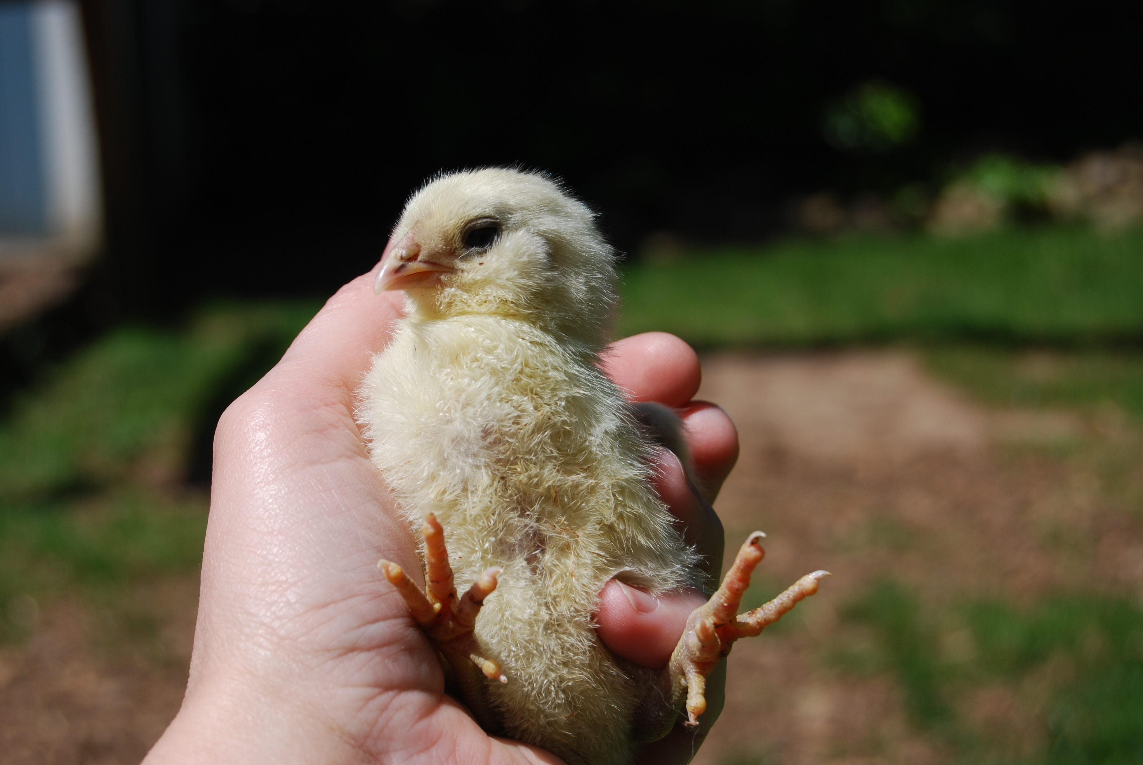 Sunshine's feet.