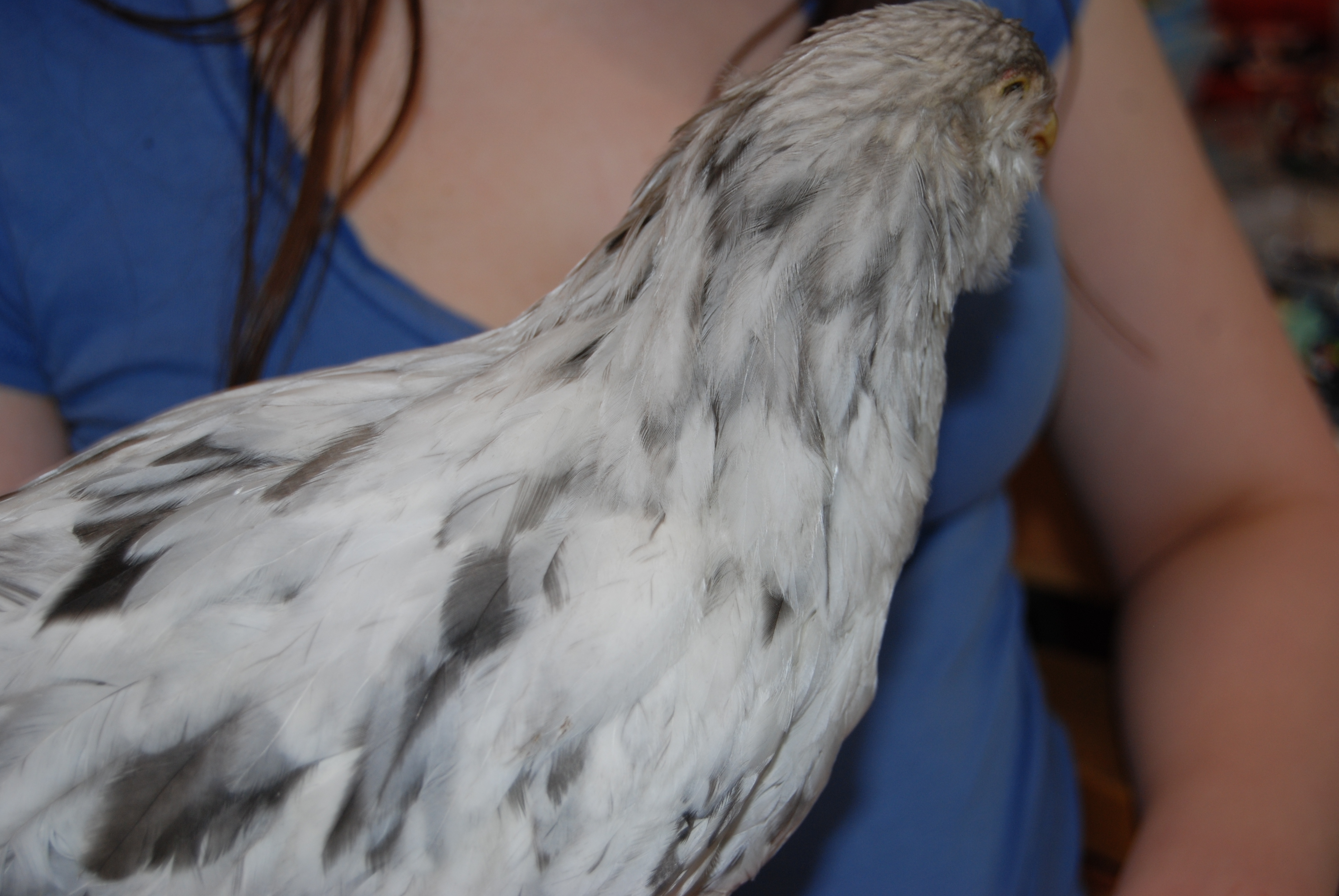 Sunshine's neck feathers.  June 29th