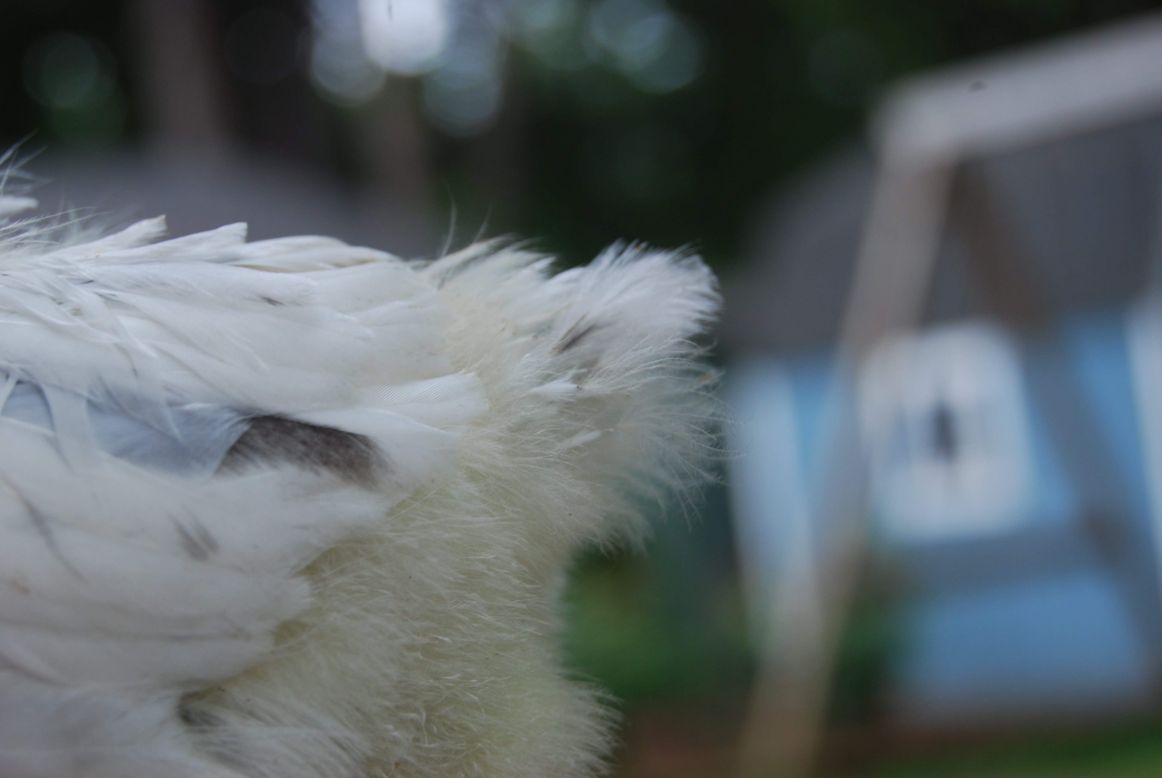 Sunshine's tail.