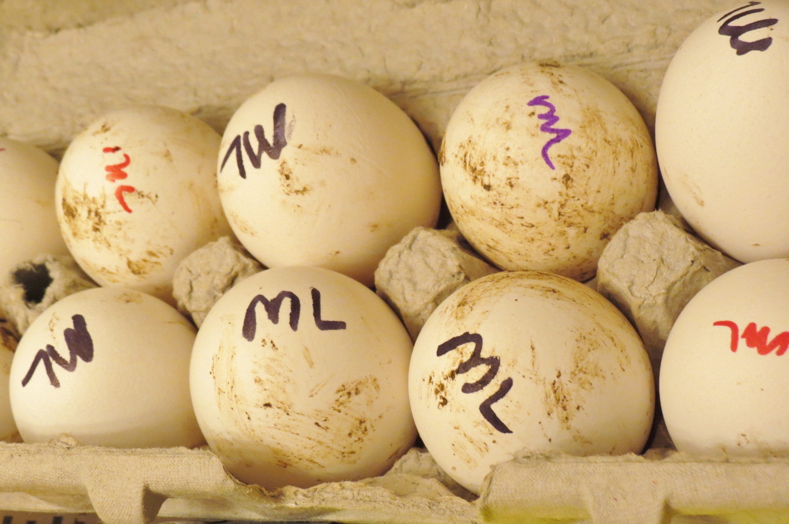 Super Blue Egg Layer eggs