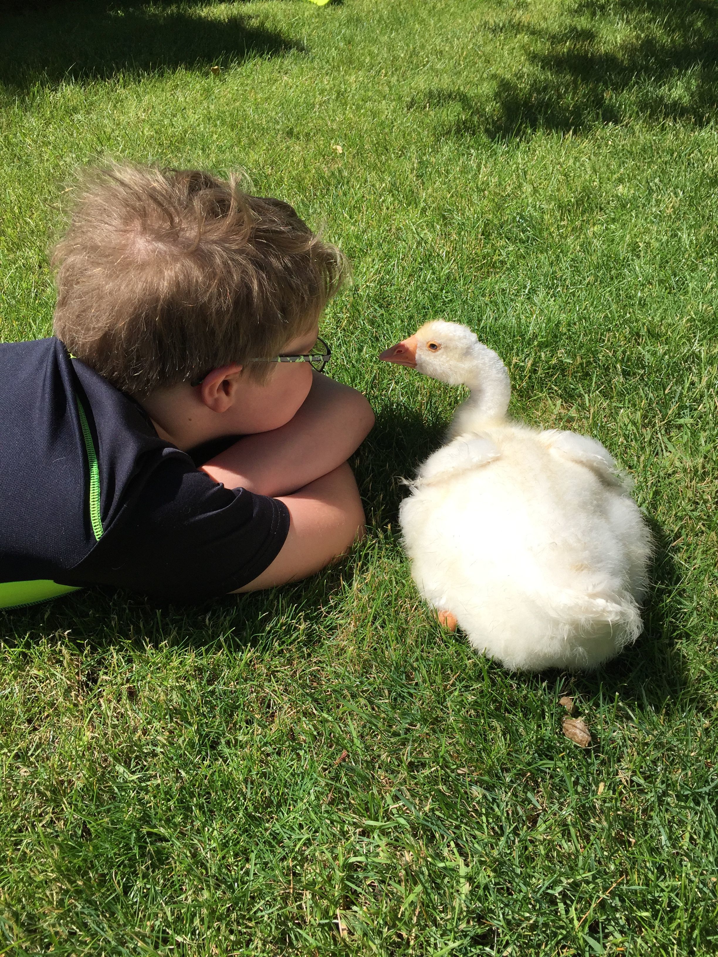 Super friendly gosling