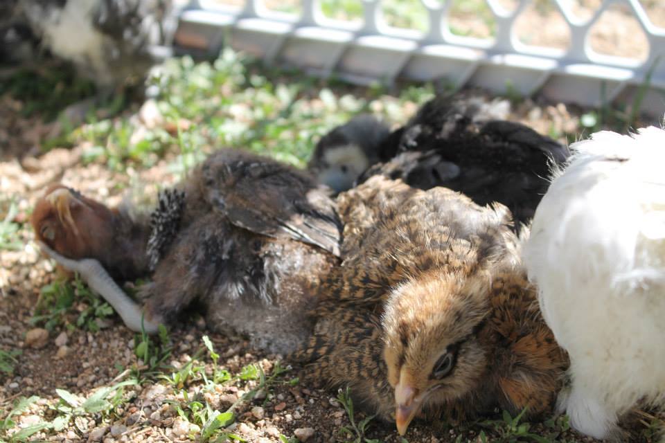Super model chickies