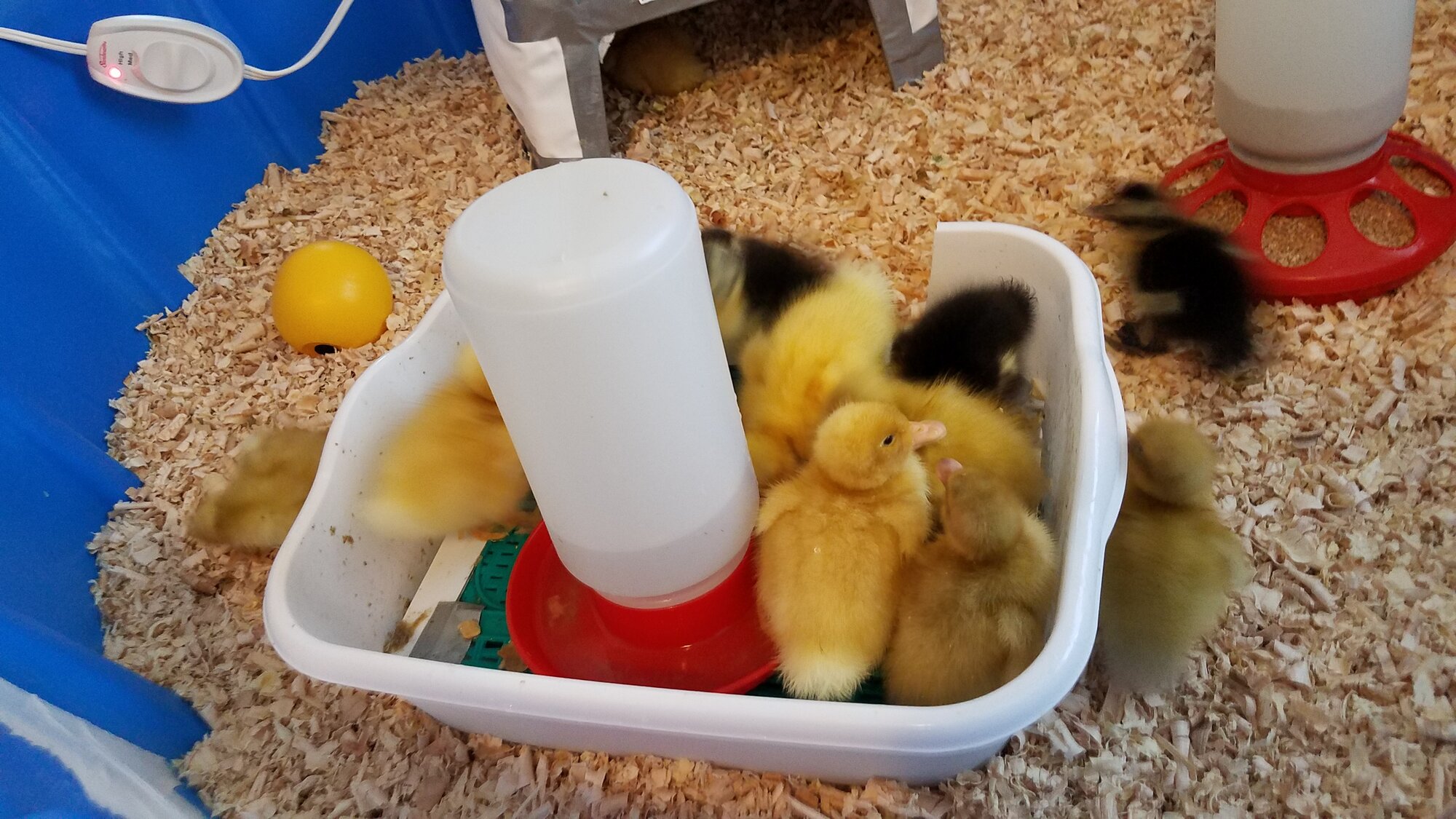 Super thirsty ducklings!