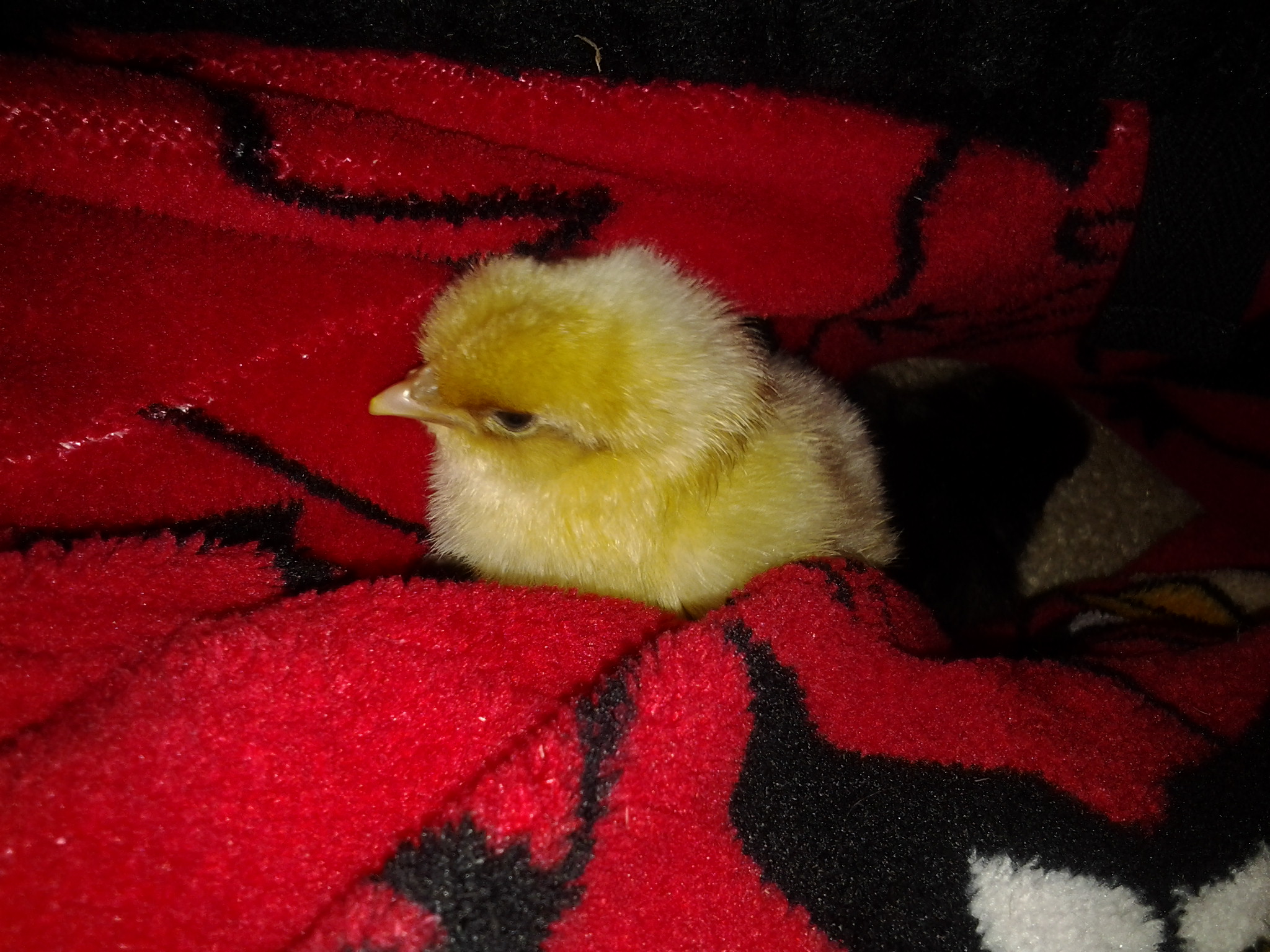 Super yellow Kryten.