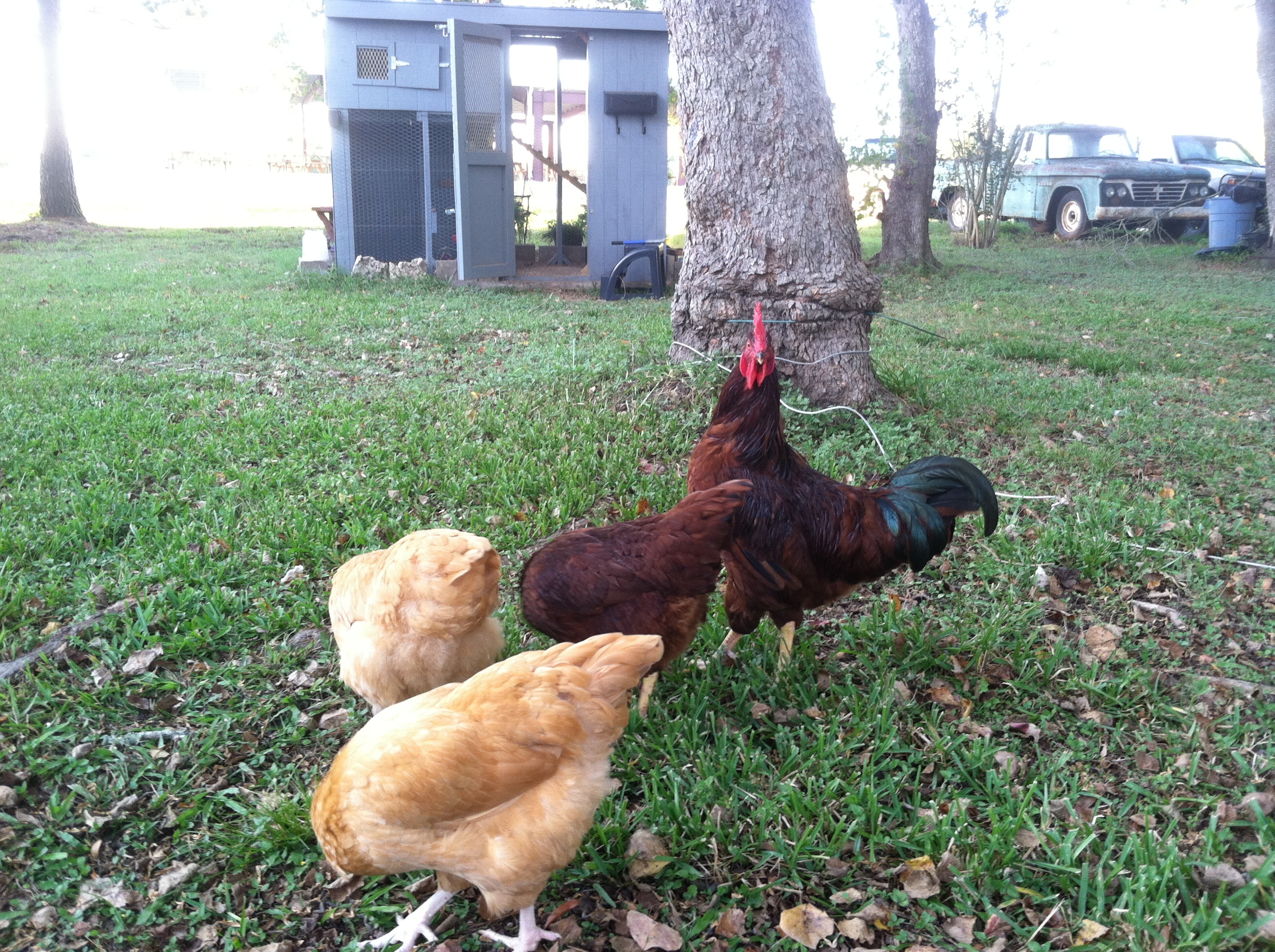 Supervised free ranging
