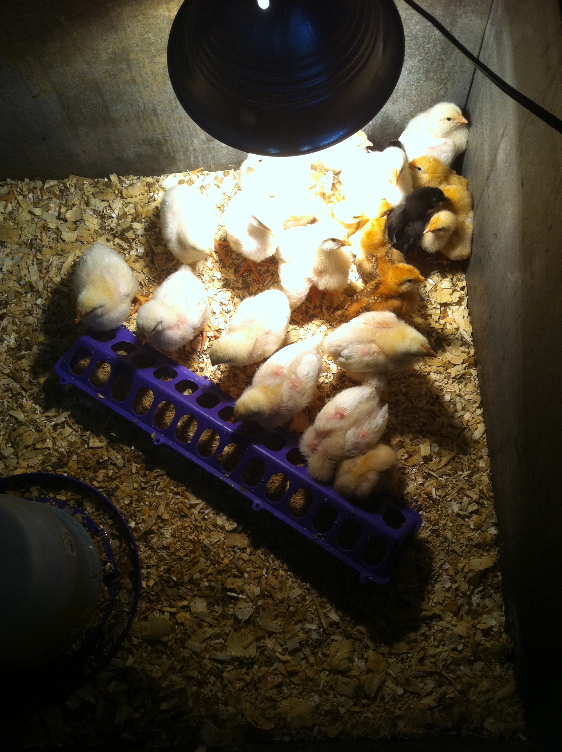 Supper time!