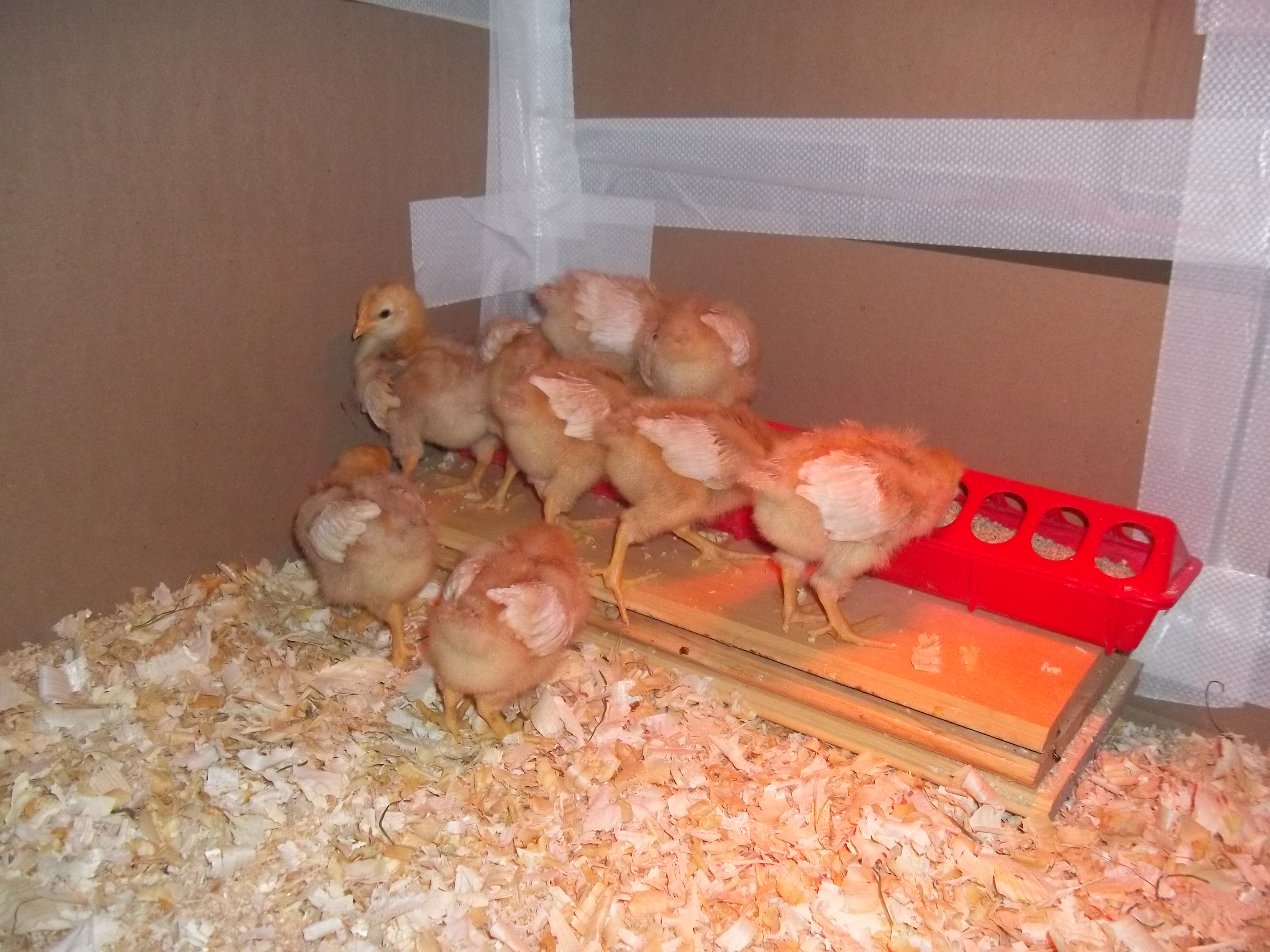 Supper time!
