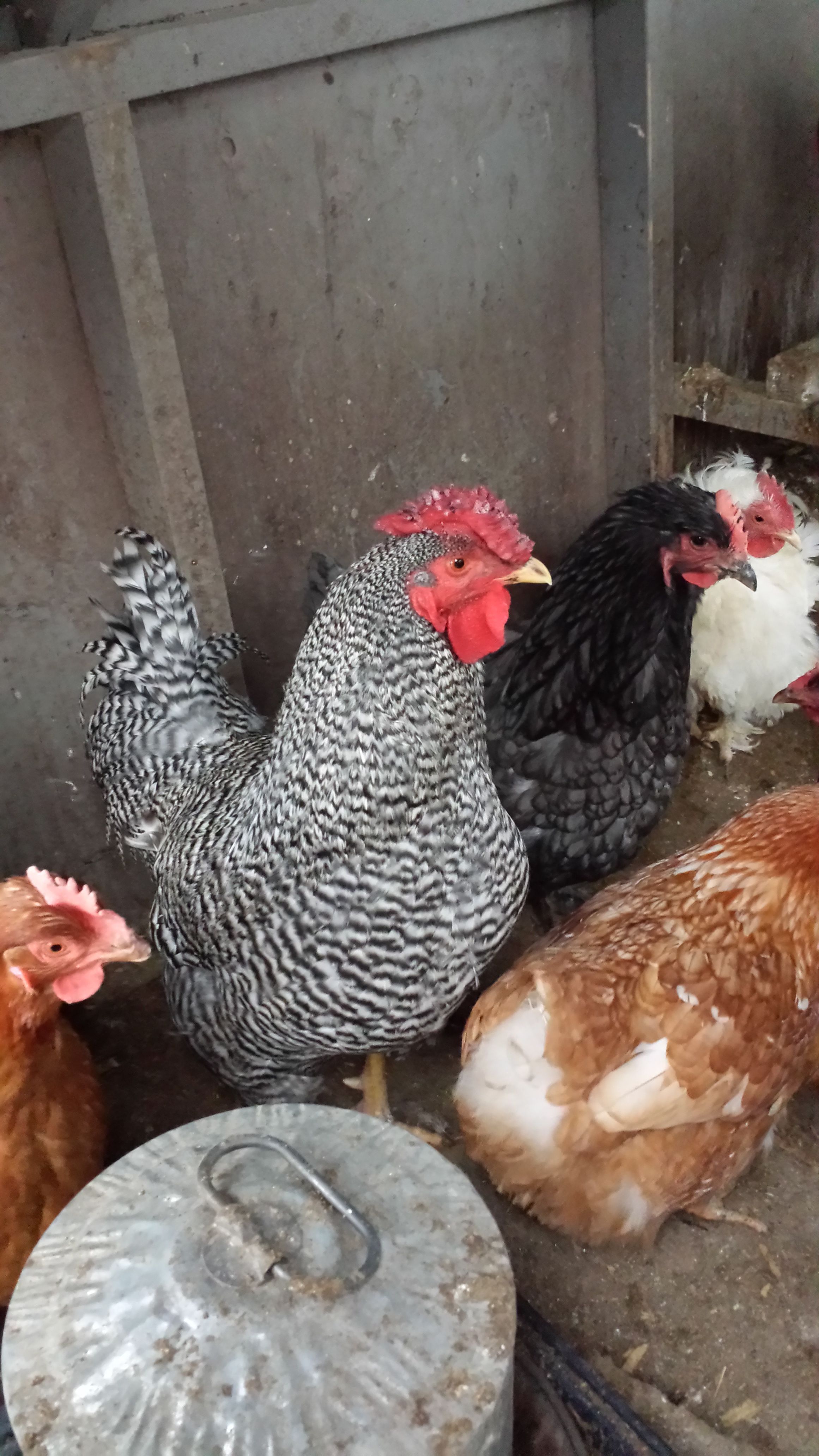 Suppose to be a copper maran rooster but has a pea comb