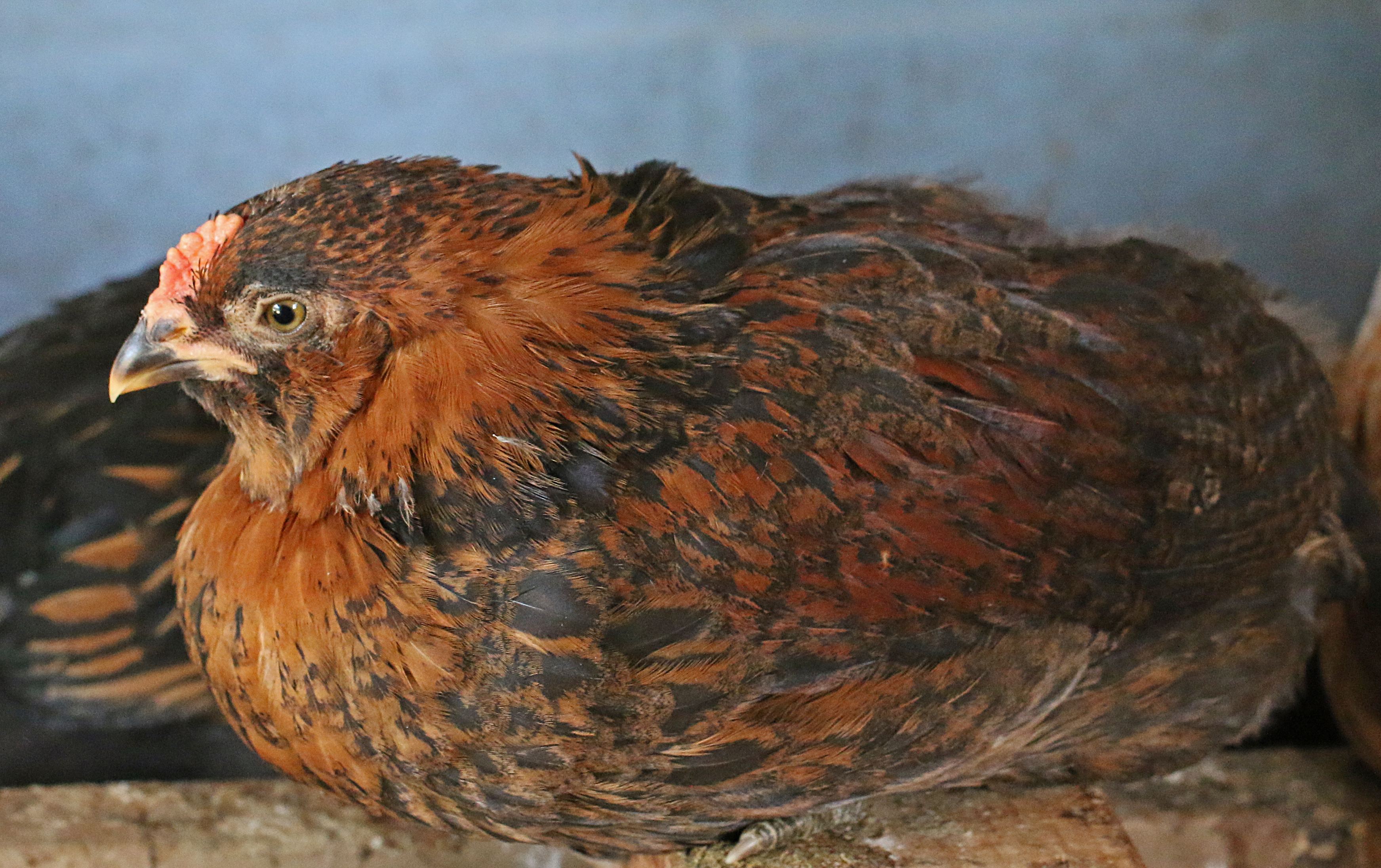 Suppose to be an Easter Egger but has feathers growing on legs. Also looks like it could be a rooster. ???