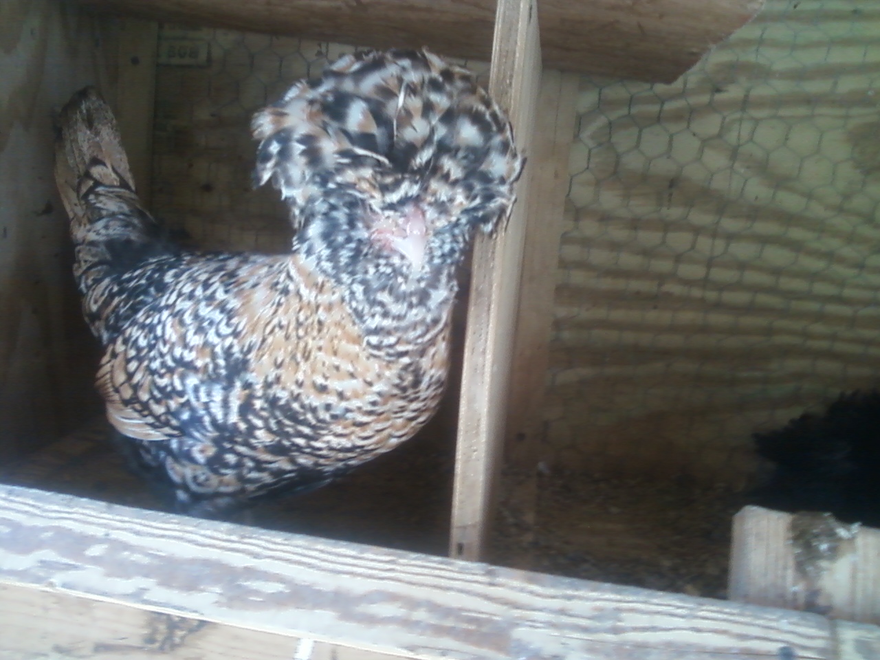 supposed to be spazzs mate