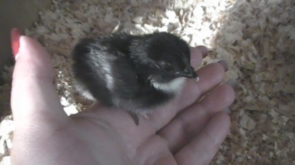 supposedly a D'uccle - hatched day 21 under a broody hen