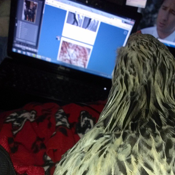 surfing the web and watching xfiles