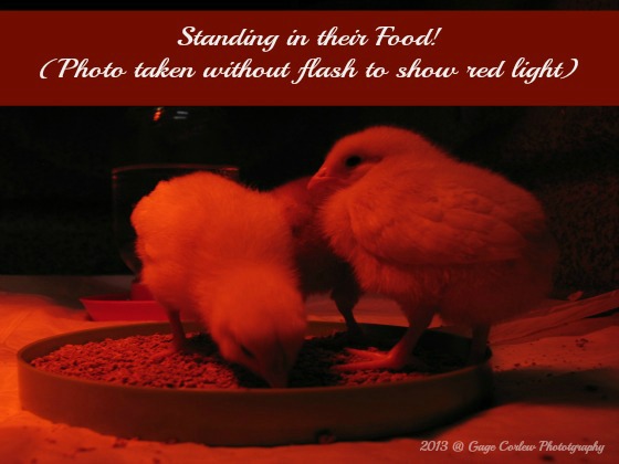 Surprise chicks in the brooder with the red light.  

Our eleven year old son is blogging about his new chicken business, Deluxe Clucks.  You can follow his ventures at http://LiveAndLearnFarm.com/