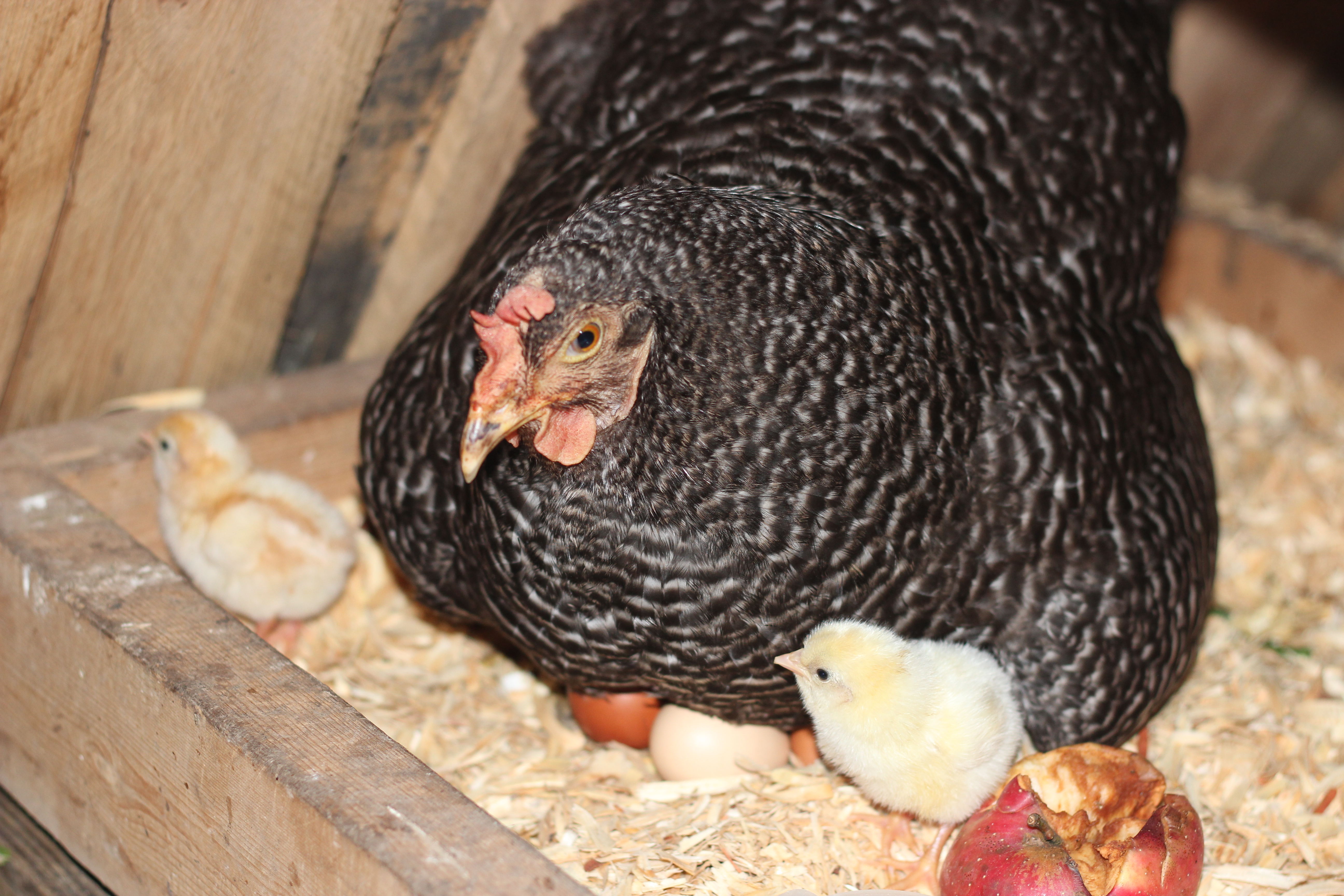 Surrogate mama Gandie (Barred Rock - year and a half) and Peeps 1 & 2