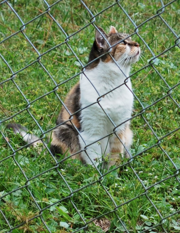 Surveying her Empire