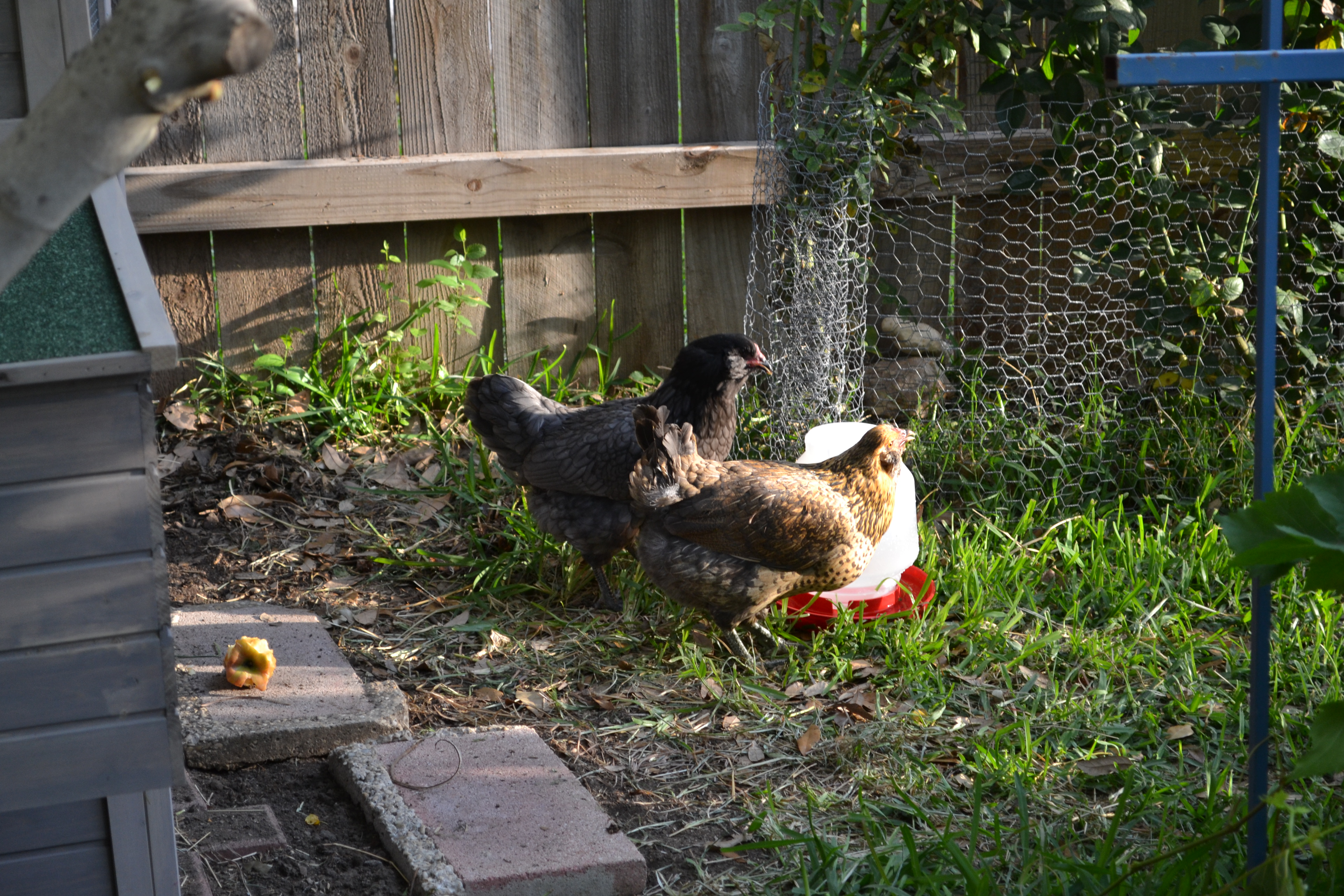 Susan & Raven -- Susan is one of our two Easter Eggers and I have no idea about Raven. has a black head and grey feather edges are outlined in much darker grey - she's a beauty.