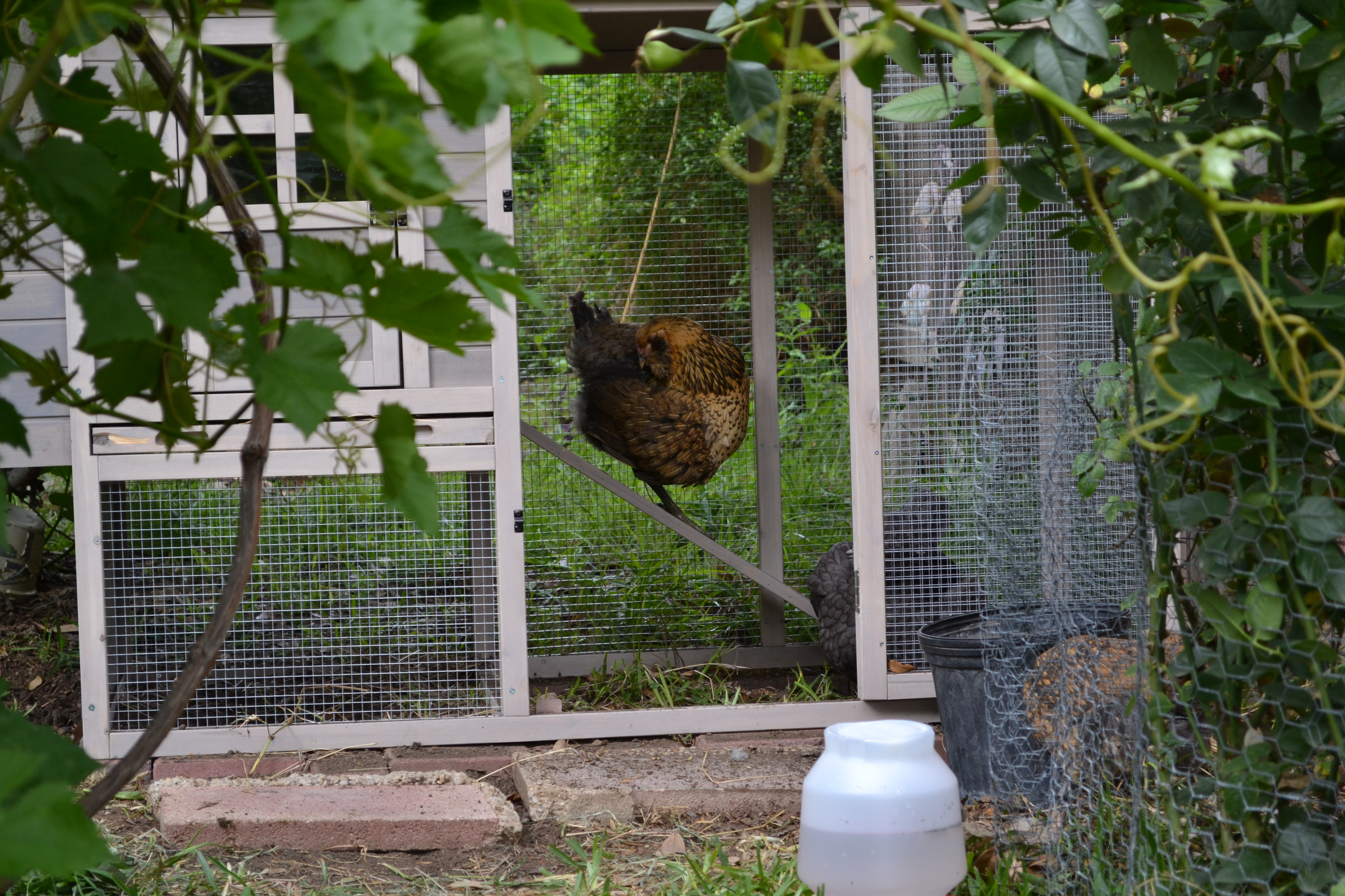 Susan stood on the ramp for about 10 min - our other Easter Egger.