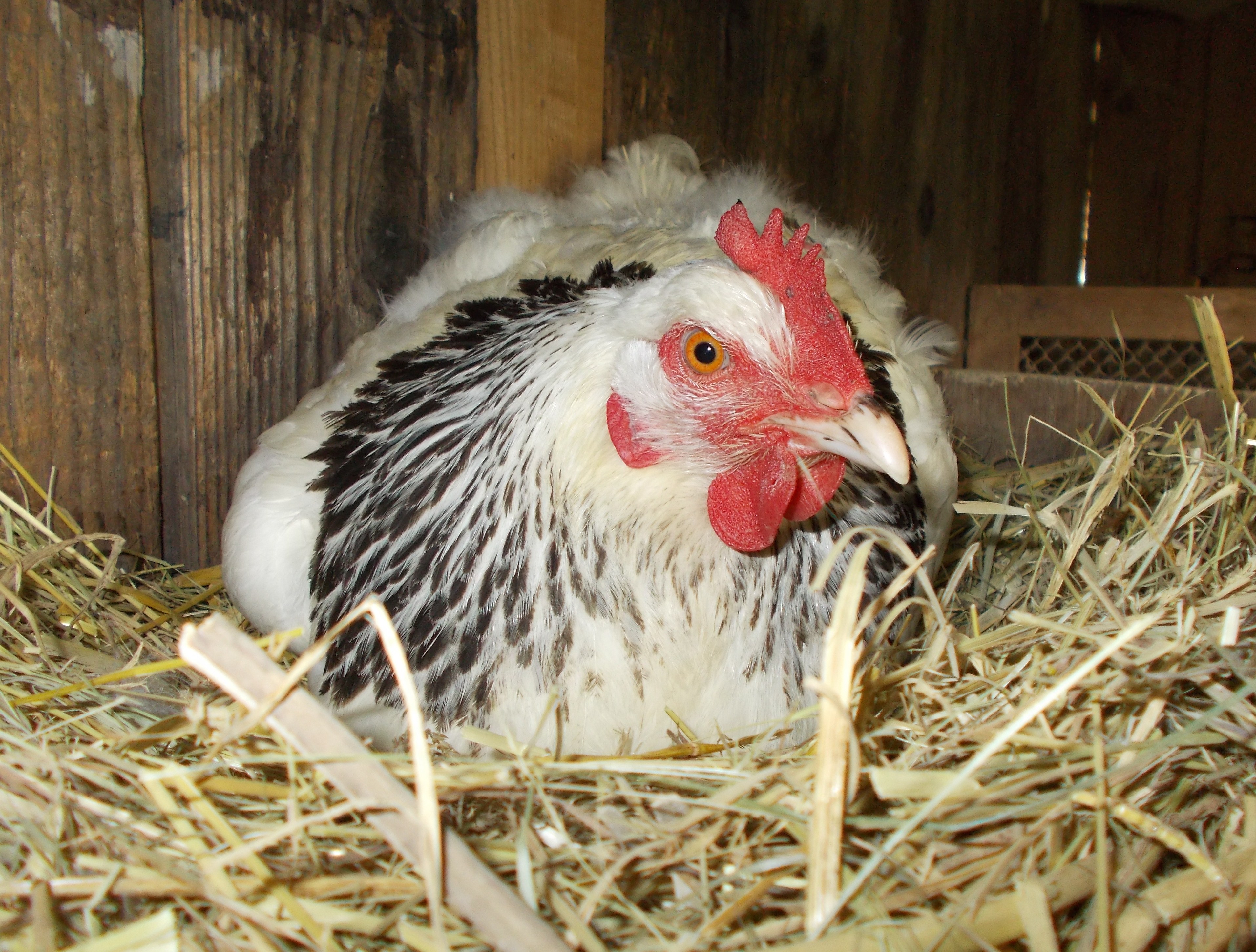 susex chicken laying egg :)