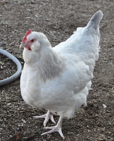 sussex cross Easter Egger pullet