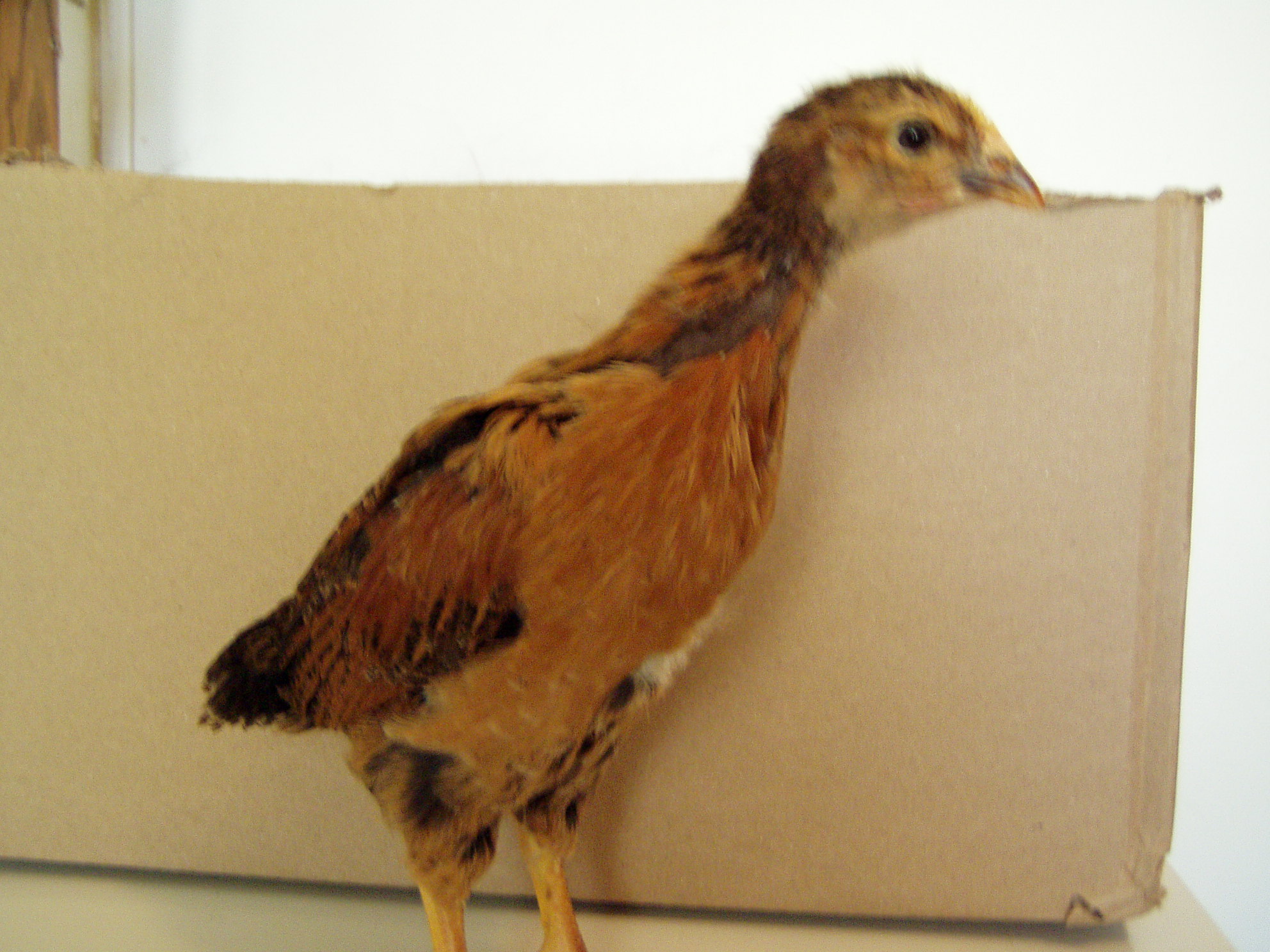 Suzie feathered out
