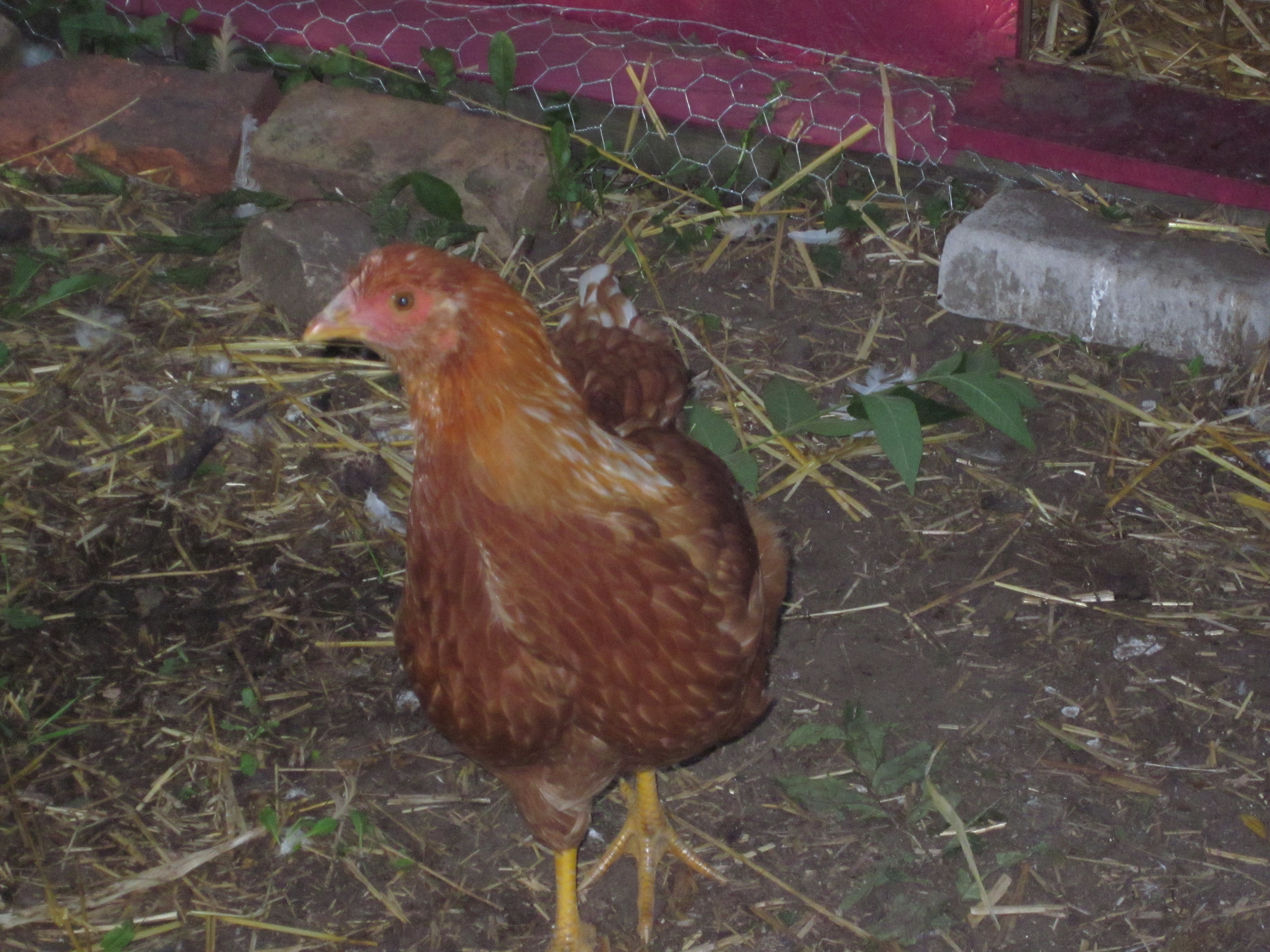 Suzie - this is the chick my 12 yr old son picked out and named.  She loves to fly and flutters onto everything possible.  She was the reason we had to continue adding height to the brooder as each time we did she would be found perched on the top.