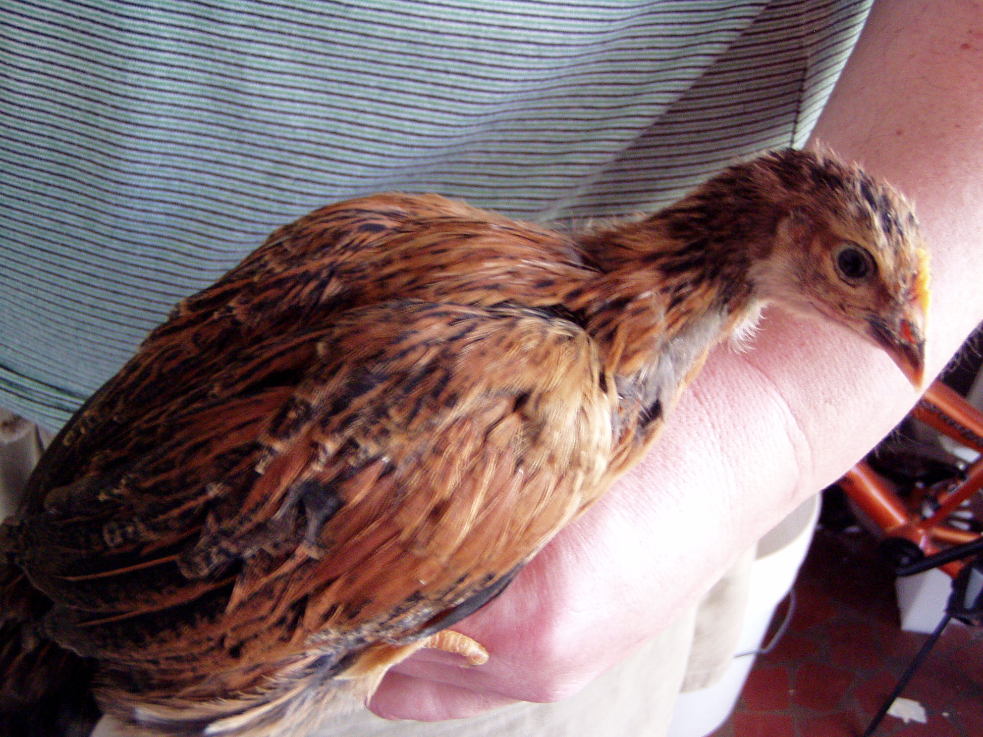 Suzie's back feathers