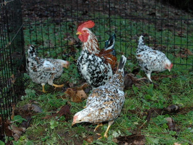 Sven on guard while the girls enjoy fresh earth.