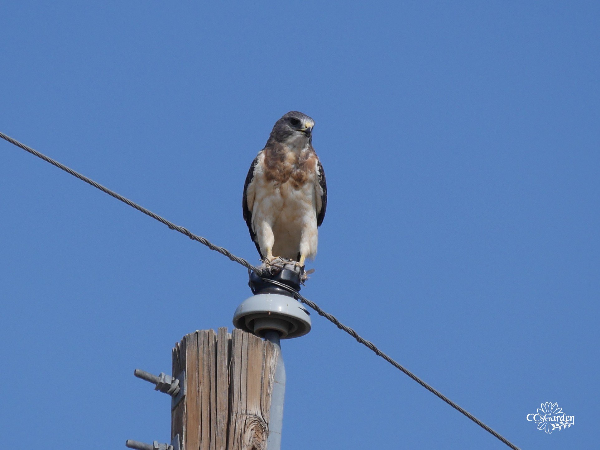 Swainson's Hawk