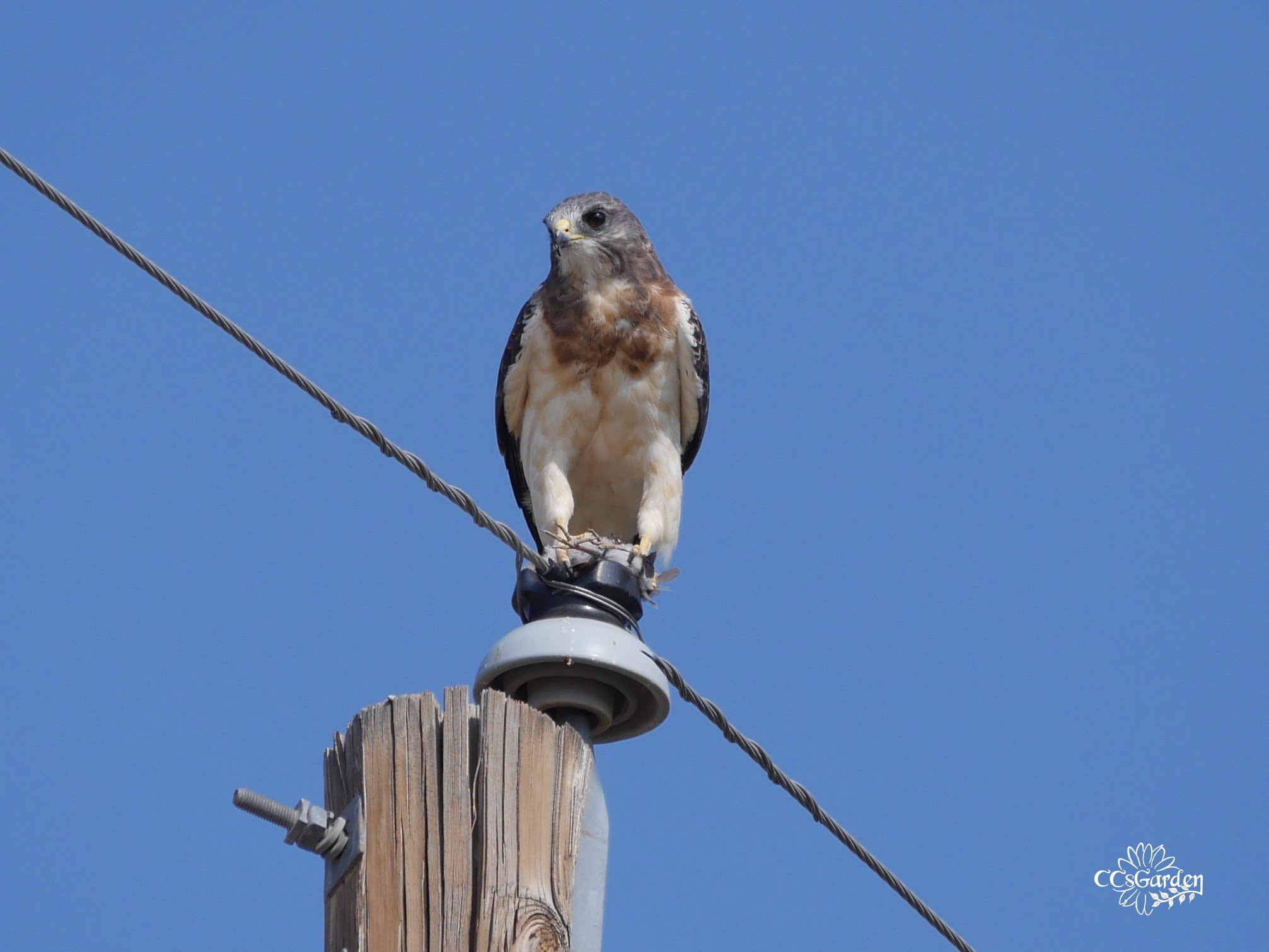 Swainson's Hawk