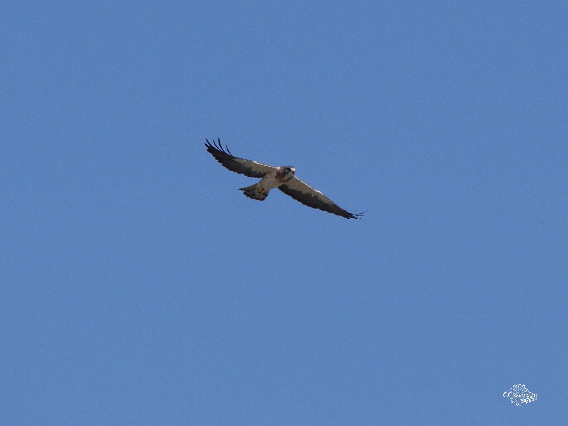 Swainson's Hawk