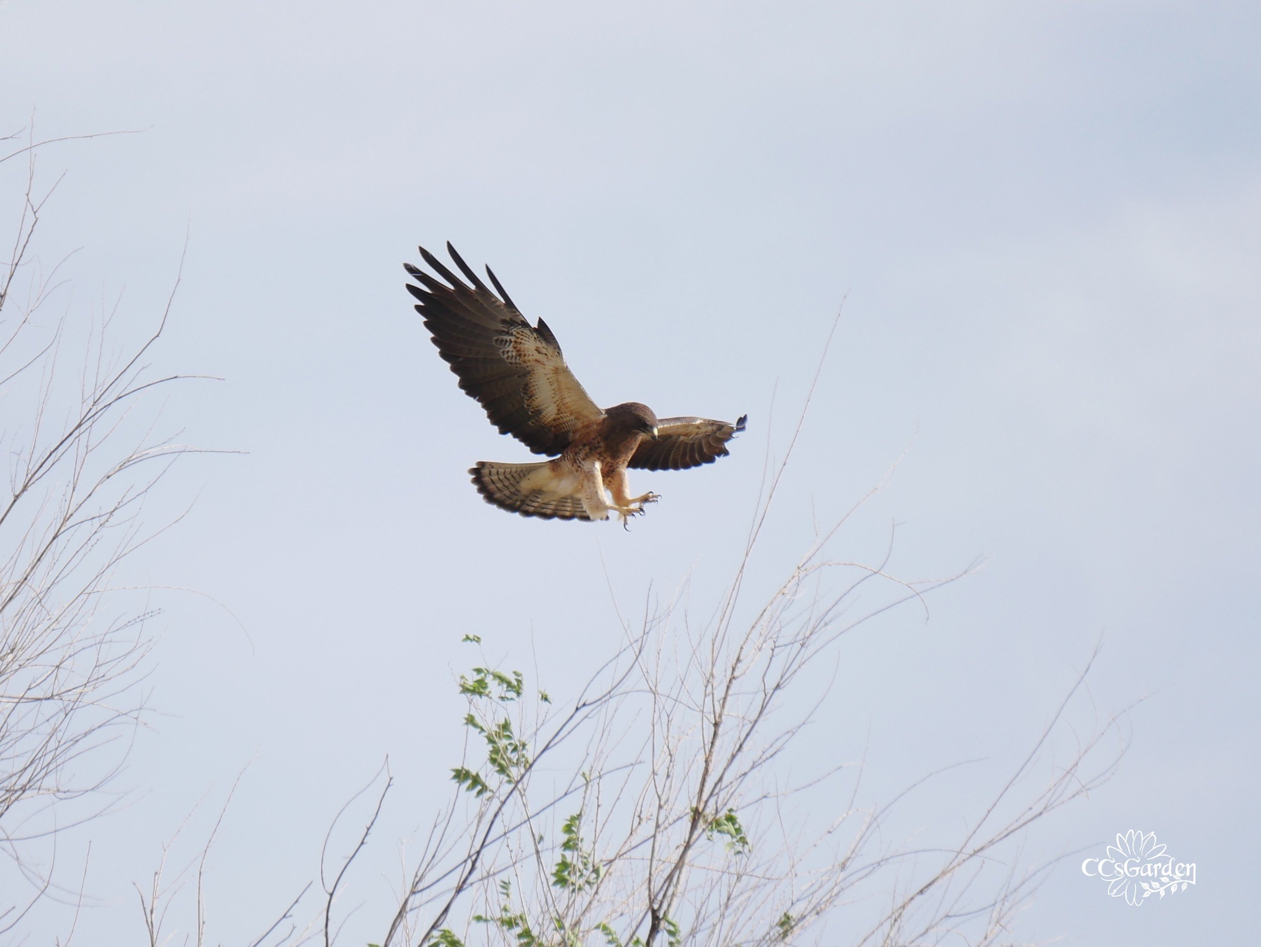 Swainson's Hawk