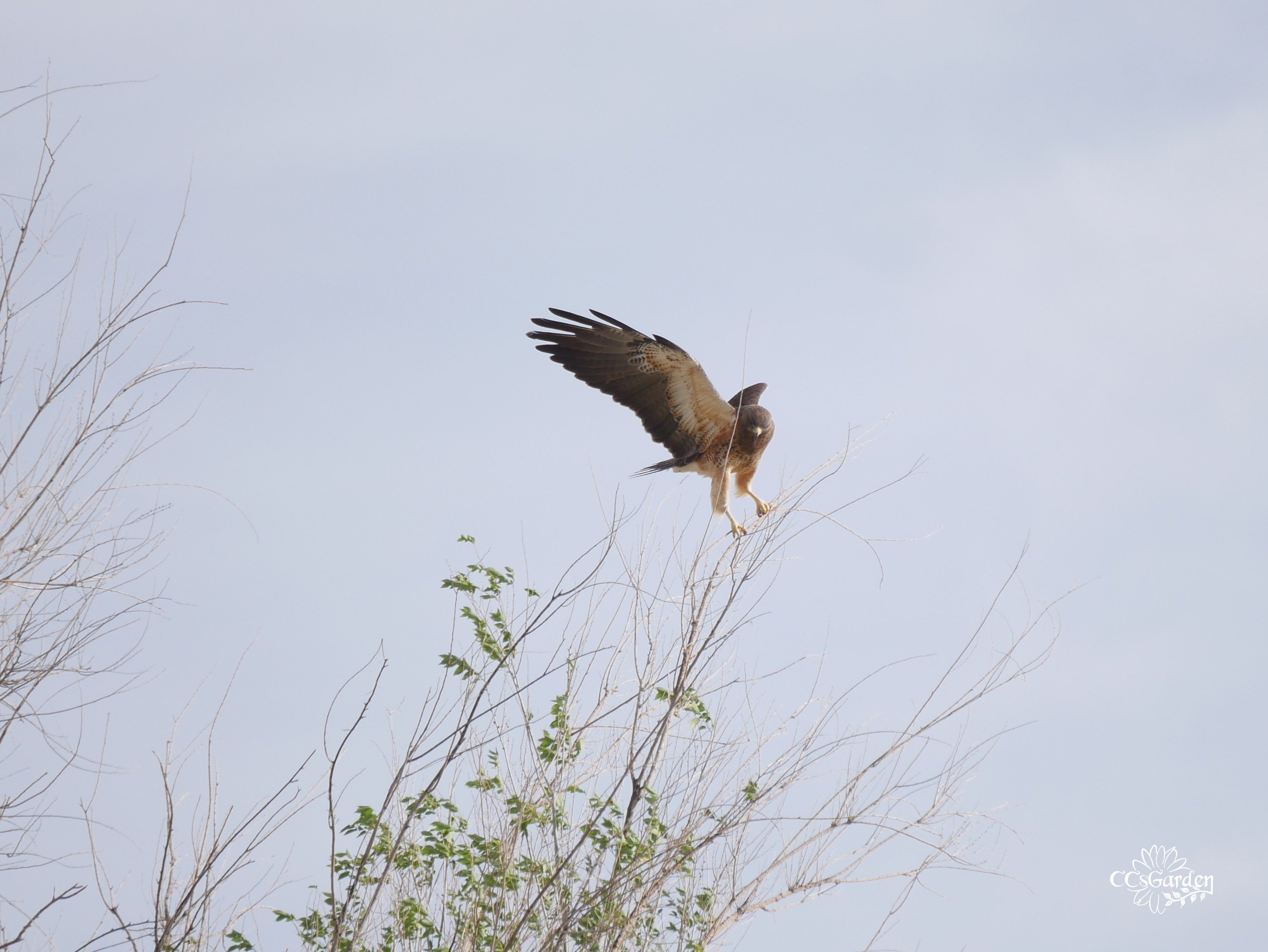 Swainson's Hawk