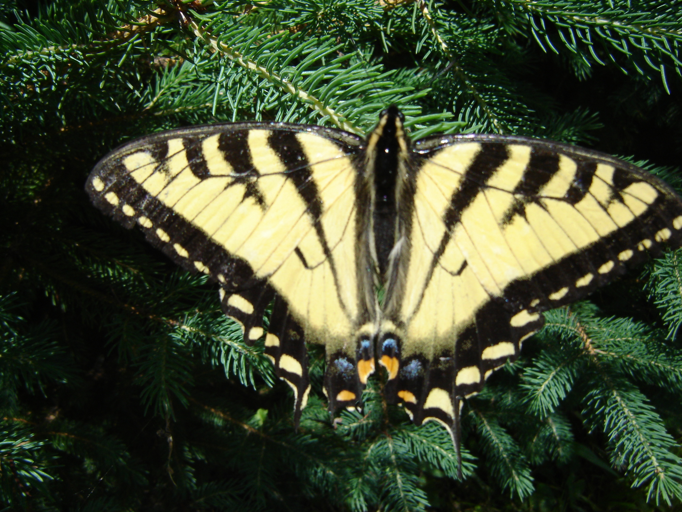 Swallow Tale Butterfly.