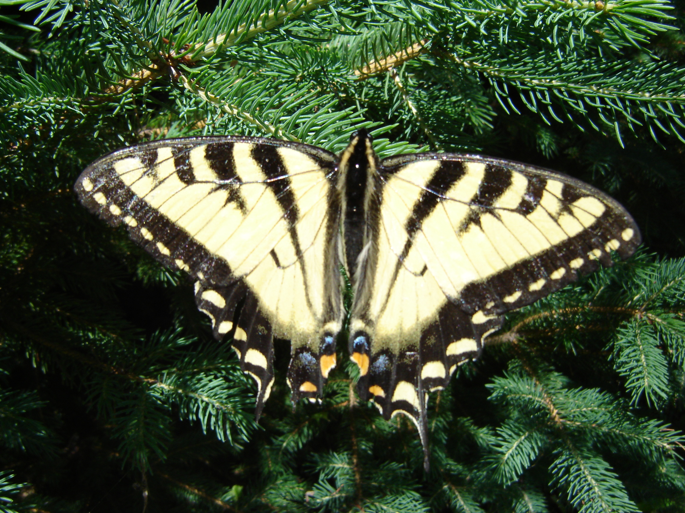 Swallow Tale Butterfly.