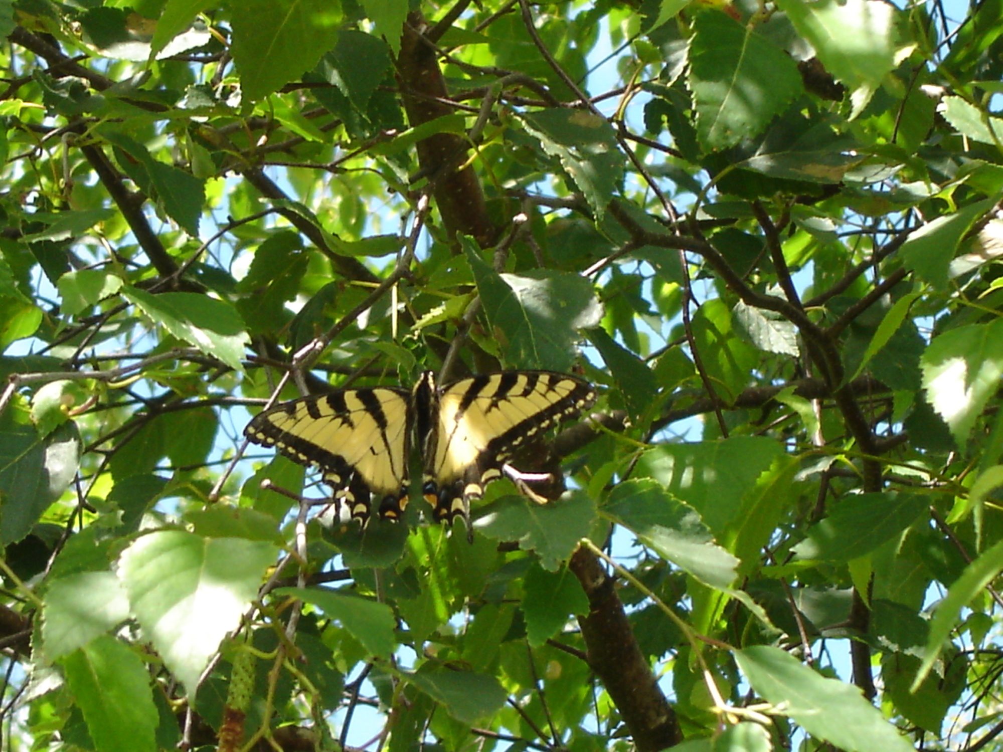Swallow Tale Butterfly.