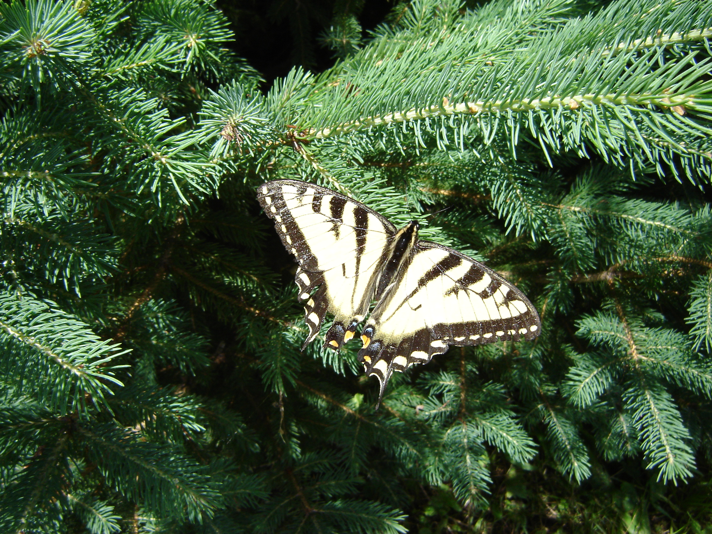 Swallow Tale Butterfly.