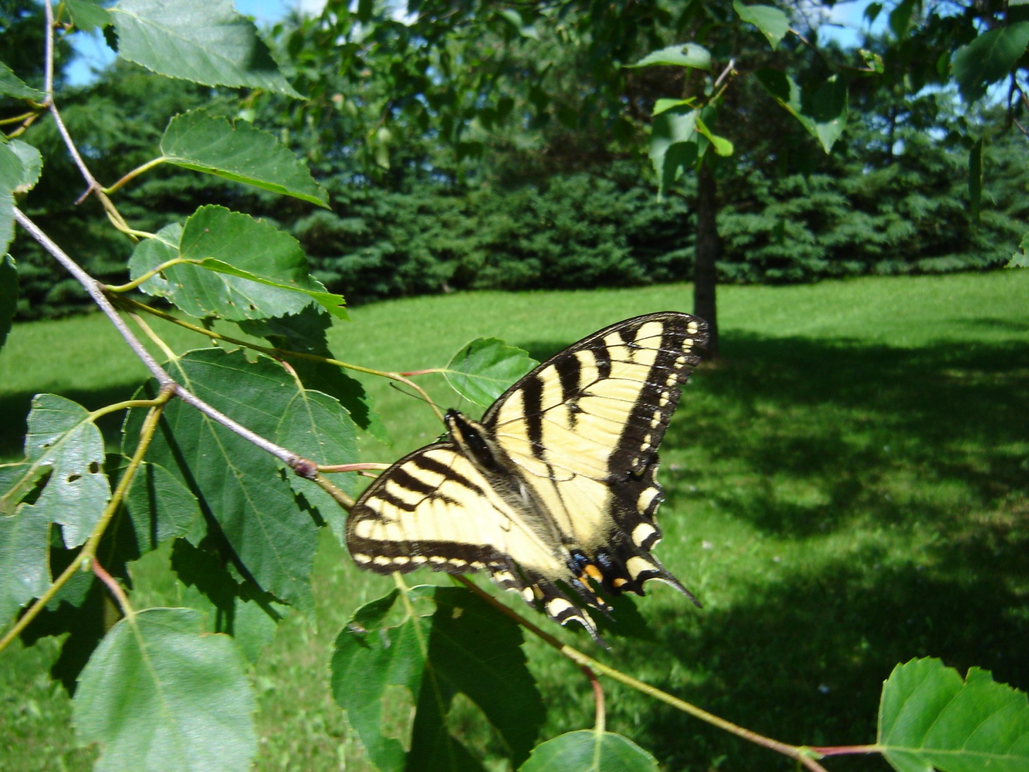 Swallow Tale Butterfly.