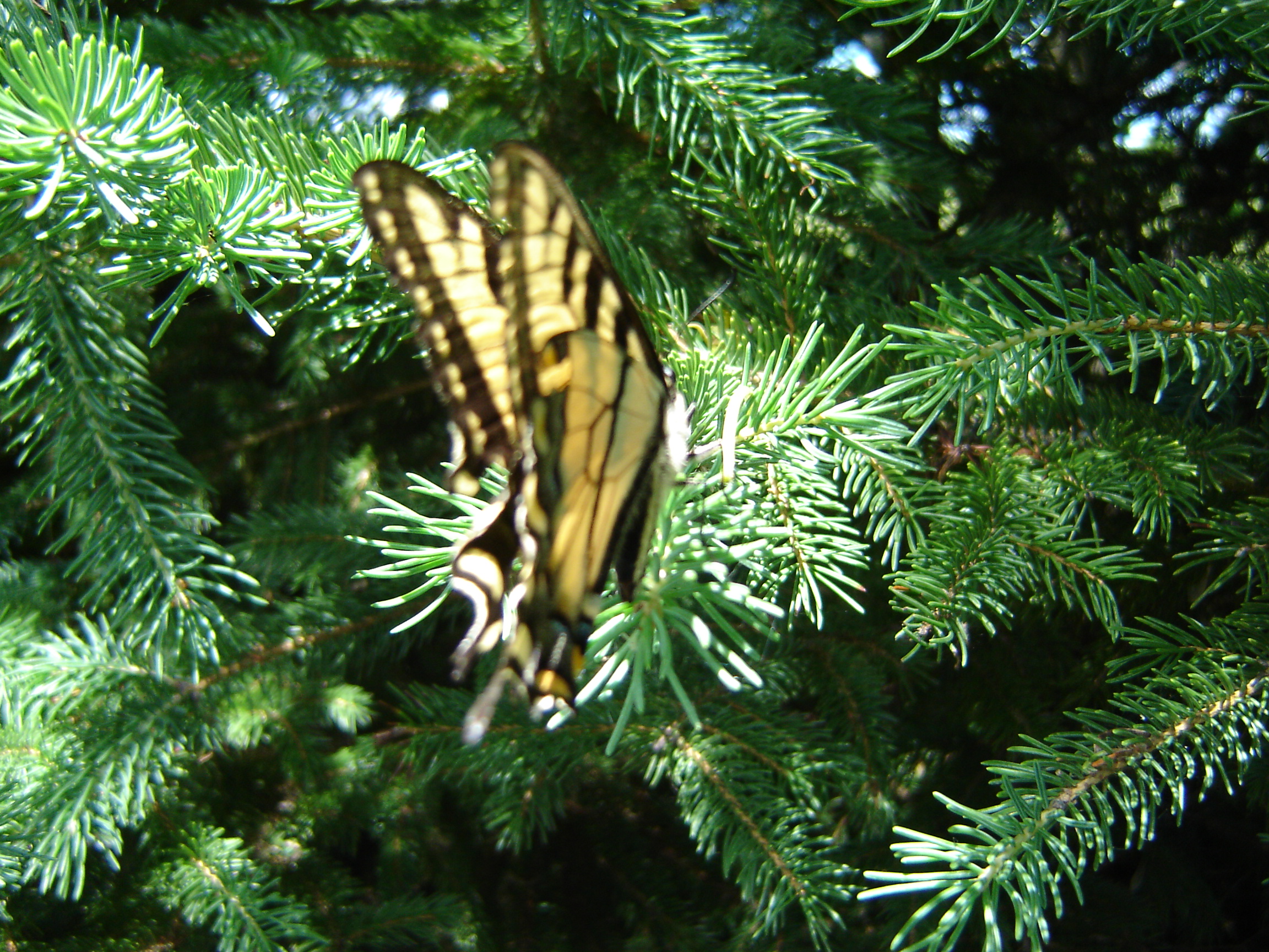 Swallow Tale Butterfly.