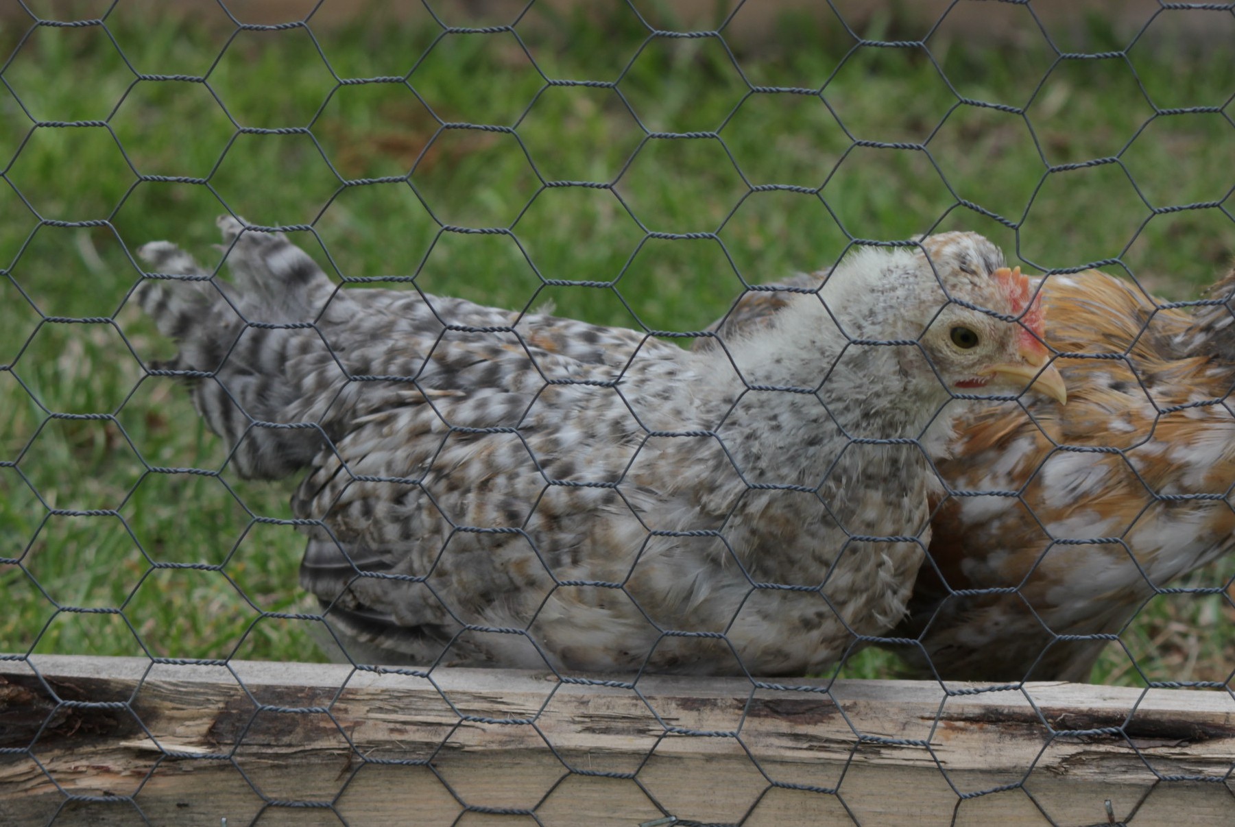 Swedish Flower Chicken
Pretty color, terrible comb, might be crested
